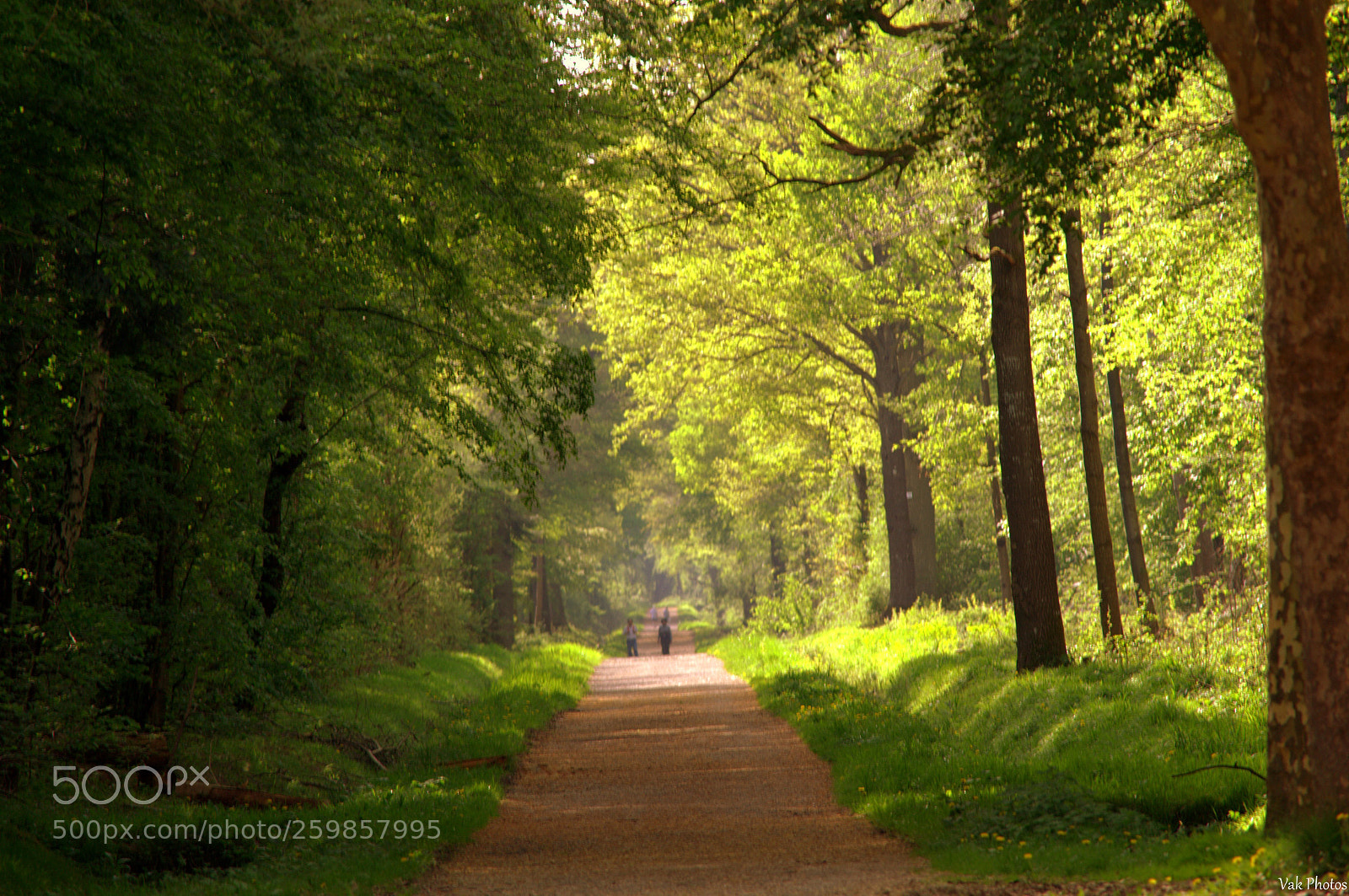 Nikon D3100 sample photo. Forest photography