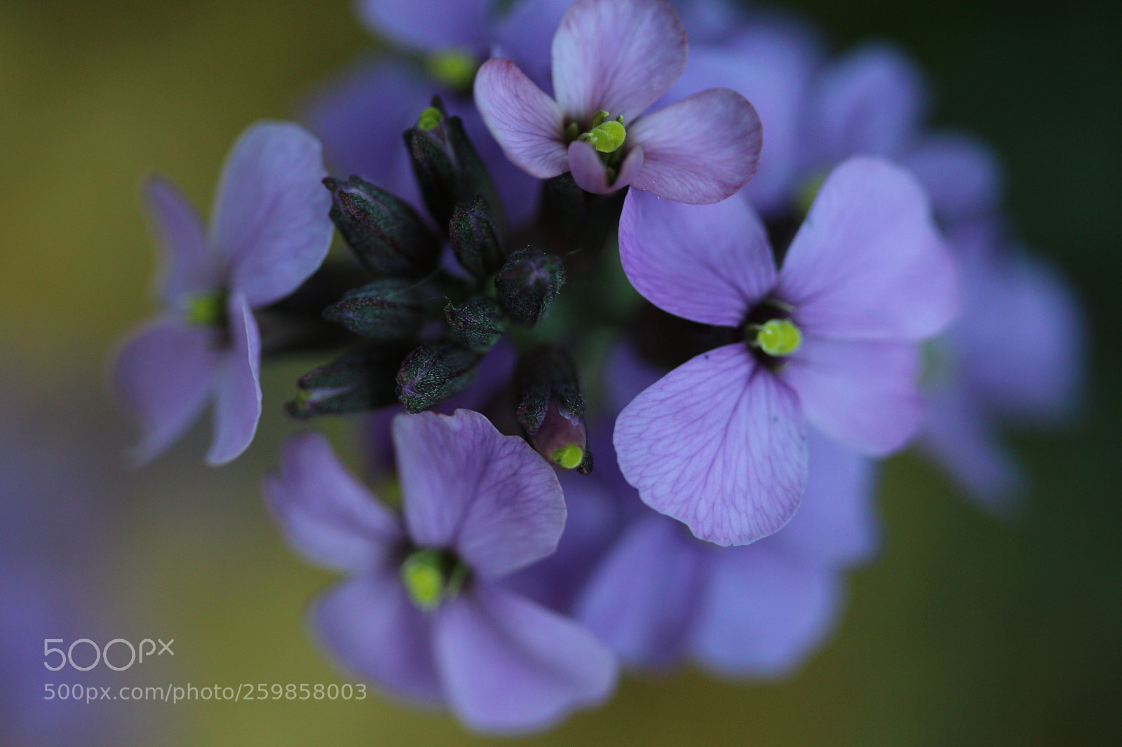 Canon EF-S 60mm F2.8 Macro USM sample photo. Even closer to purple photography