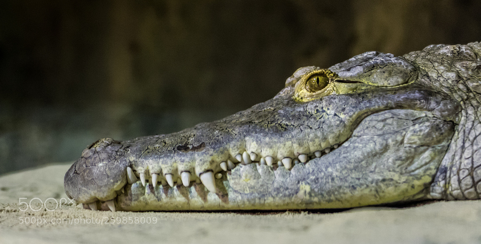Canon EOS 1300D (EOS Rebel T6 / EOS Kiss X80) sample photo. Crocodile du désert photography
