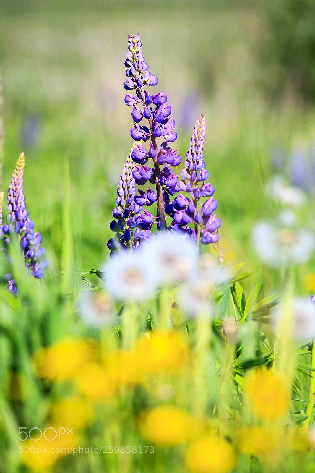 Canon EOS 550D (EOS Rebel T2i / EOS Kiss X4) sample photo. Lupinus photography