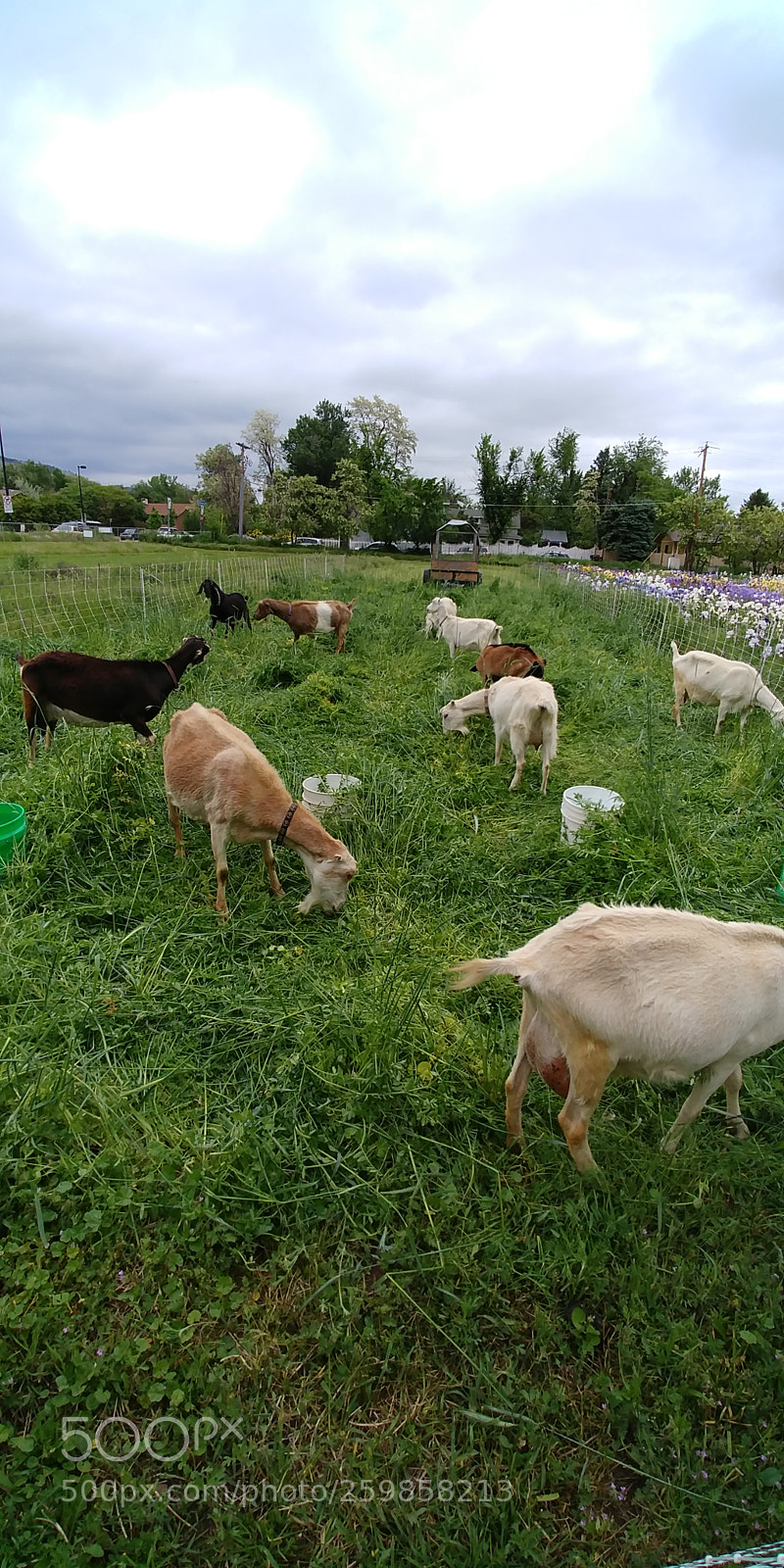 LG G6 sample photo. Amazing grazing!!! photography