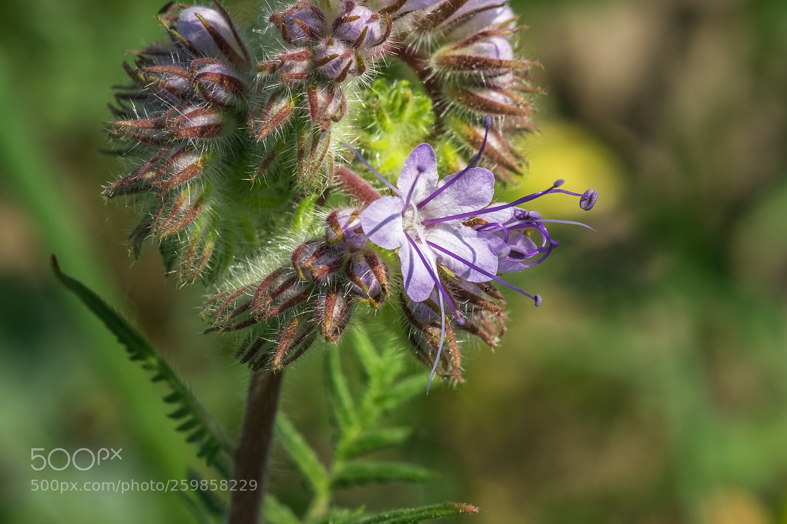 Fujifilm X-T1 sample photo. B schelsch n phacelia photography