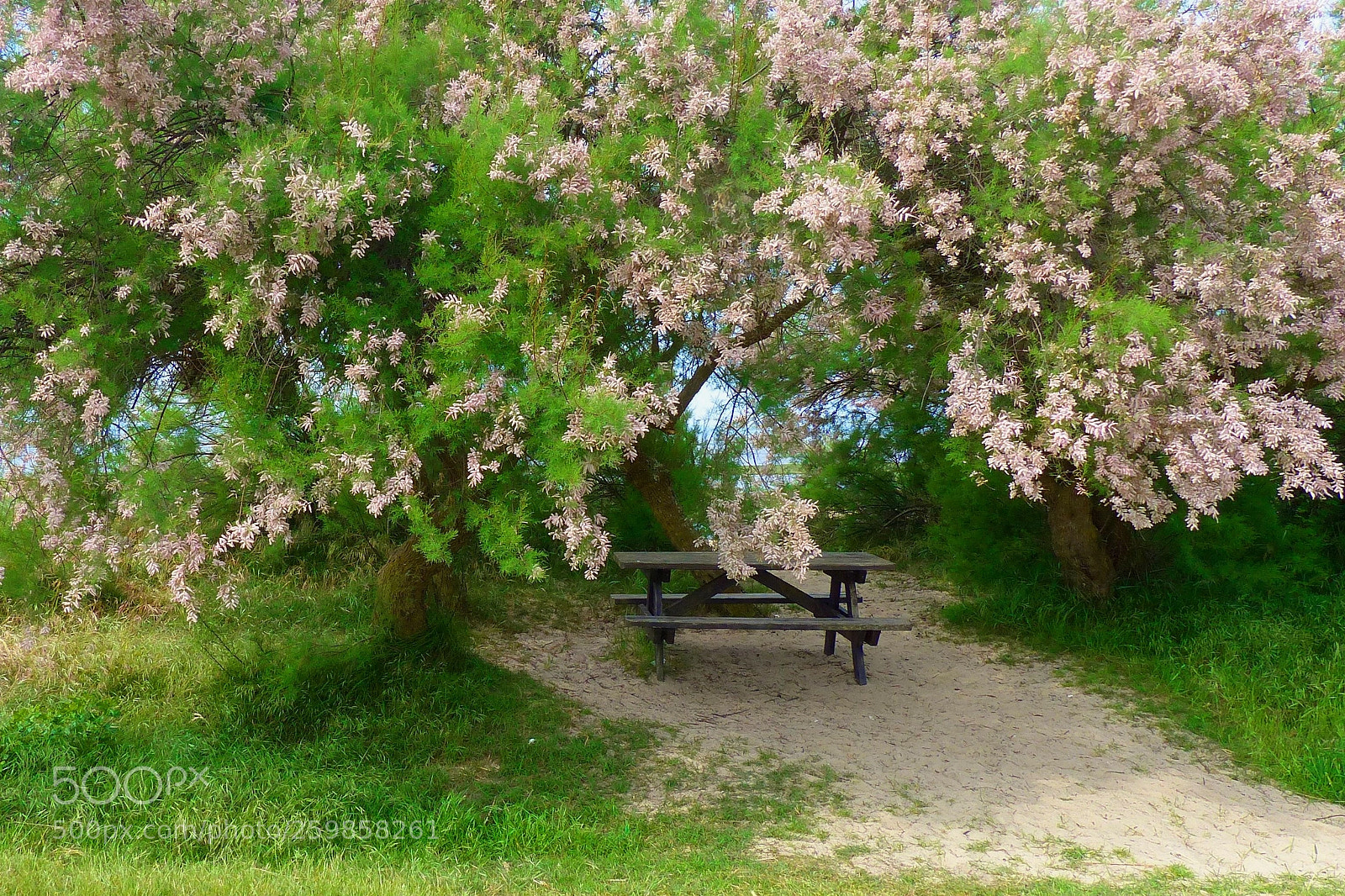 Panasonic Lumix DMC-FZ200 sample photo. Sous les tamaris photography