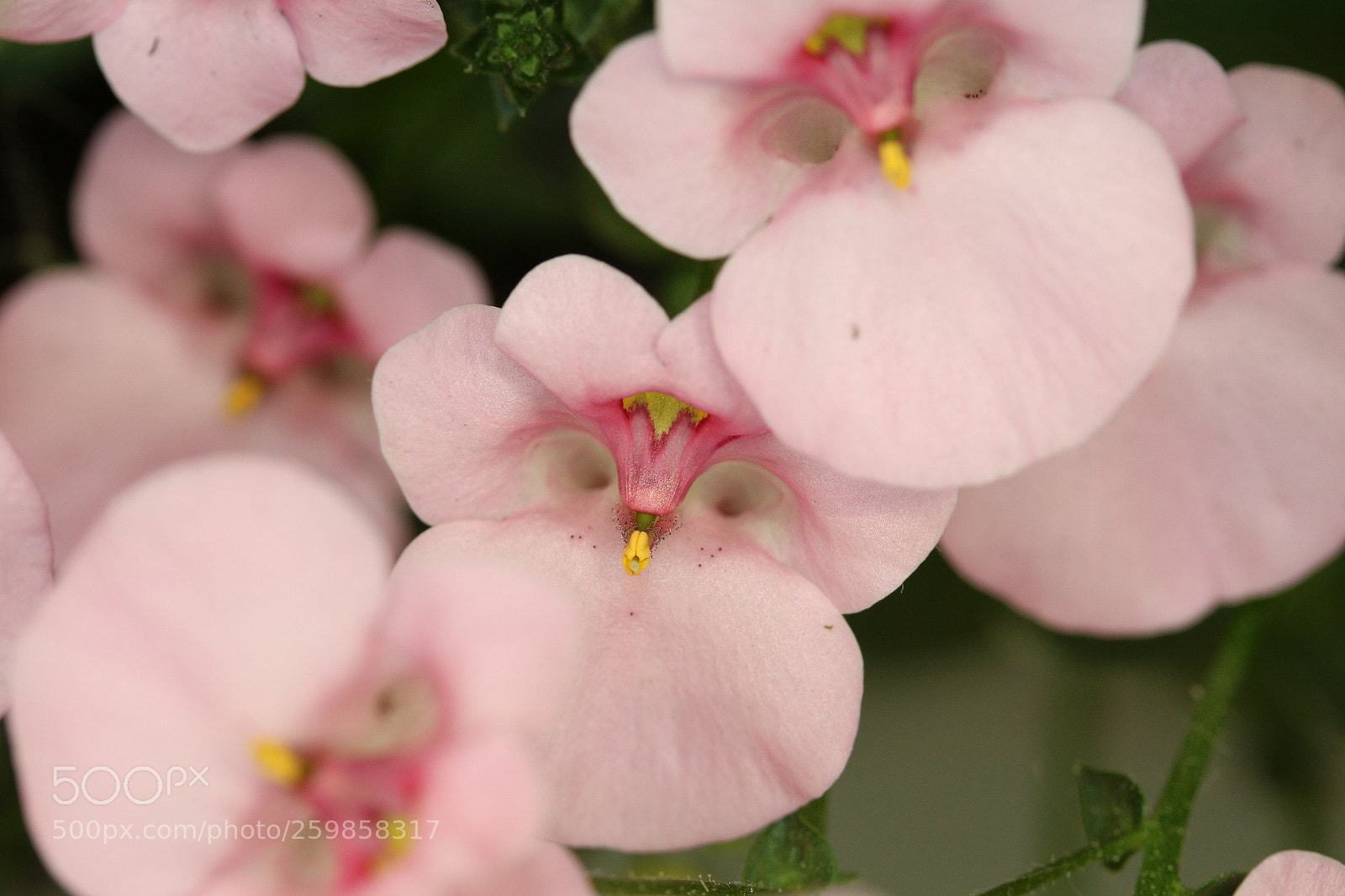 Canon EF-S 60mm F2.8 Macro USM sample photo. Closeup on pink flowers photography