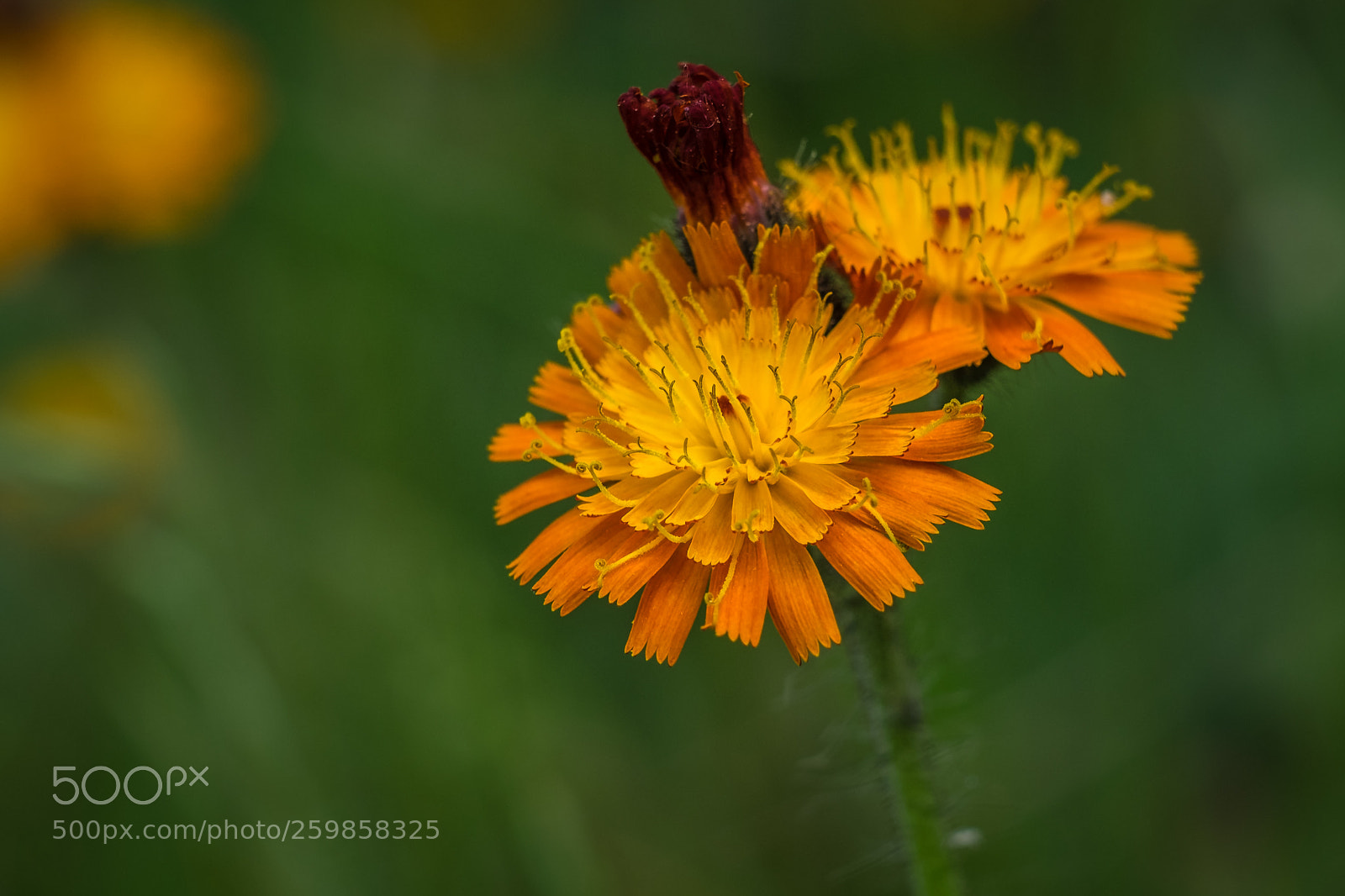 Fujifilm X-T1 sample photo. Orangerotes habichtskraut (hieracium aurantiacum) photography