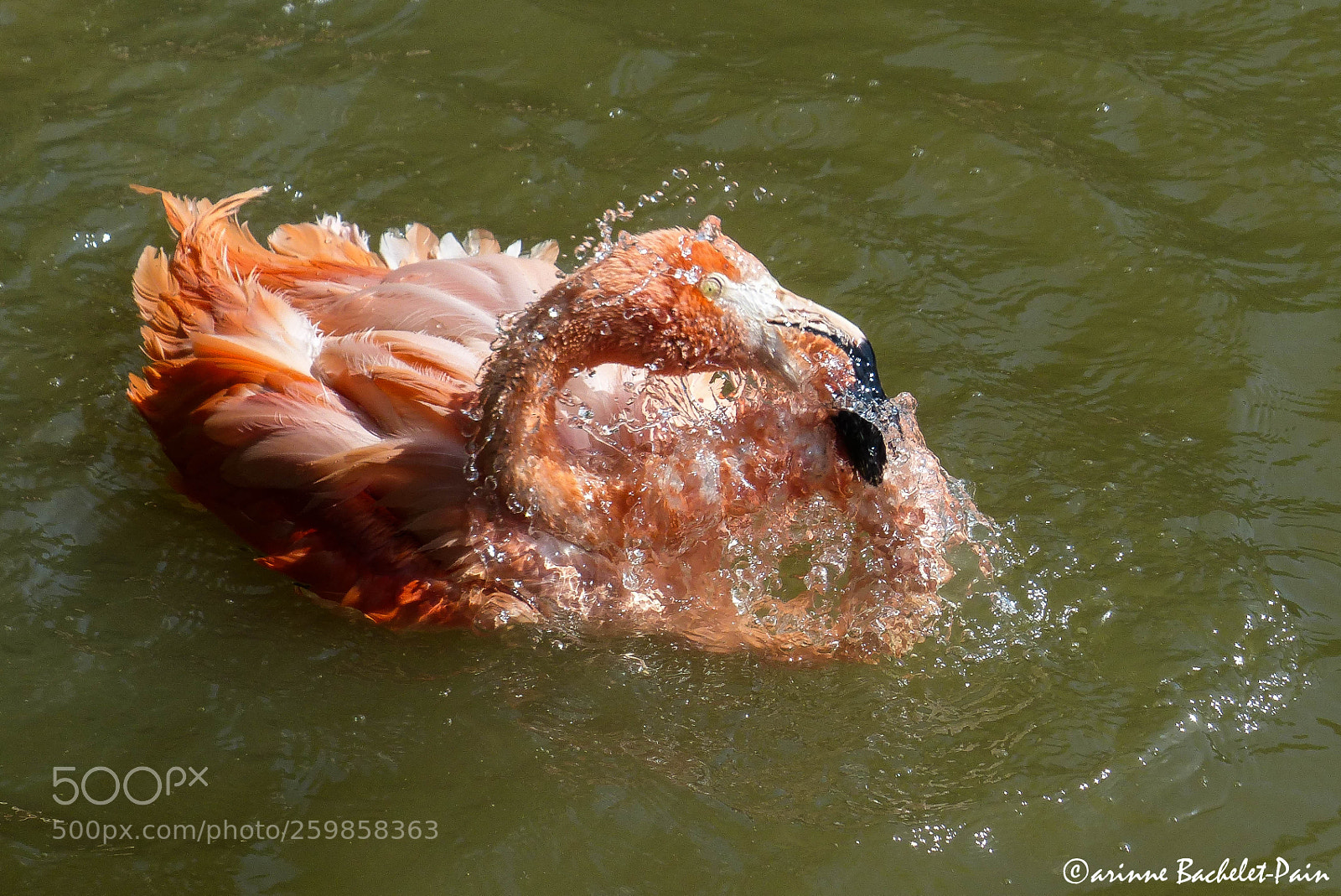 Panasonic Lumix DMC-FZ200 sample photo. Flamant rose, la toilette photography