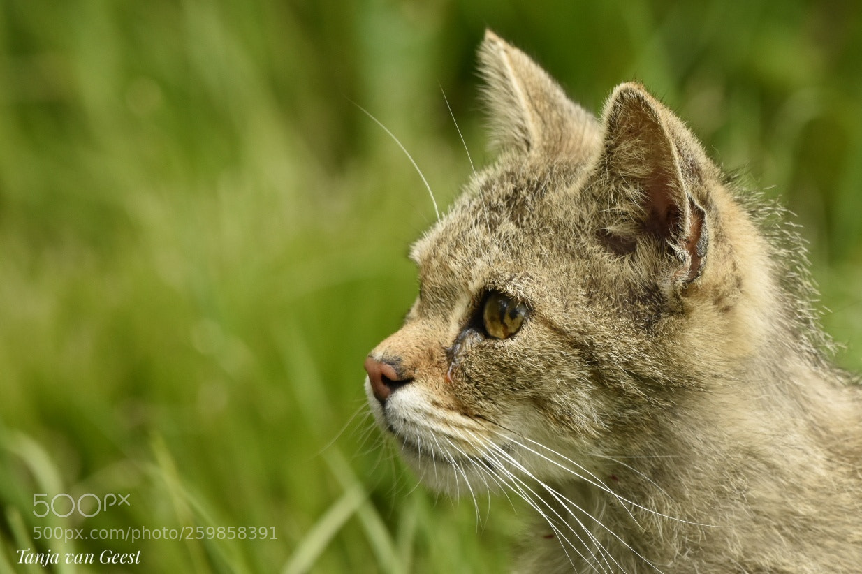 Nikon D5500 sample photo. Wild cat photography