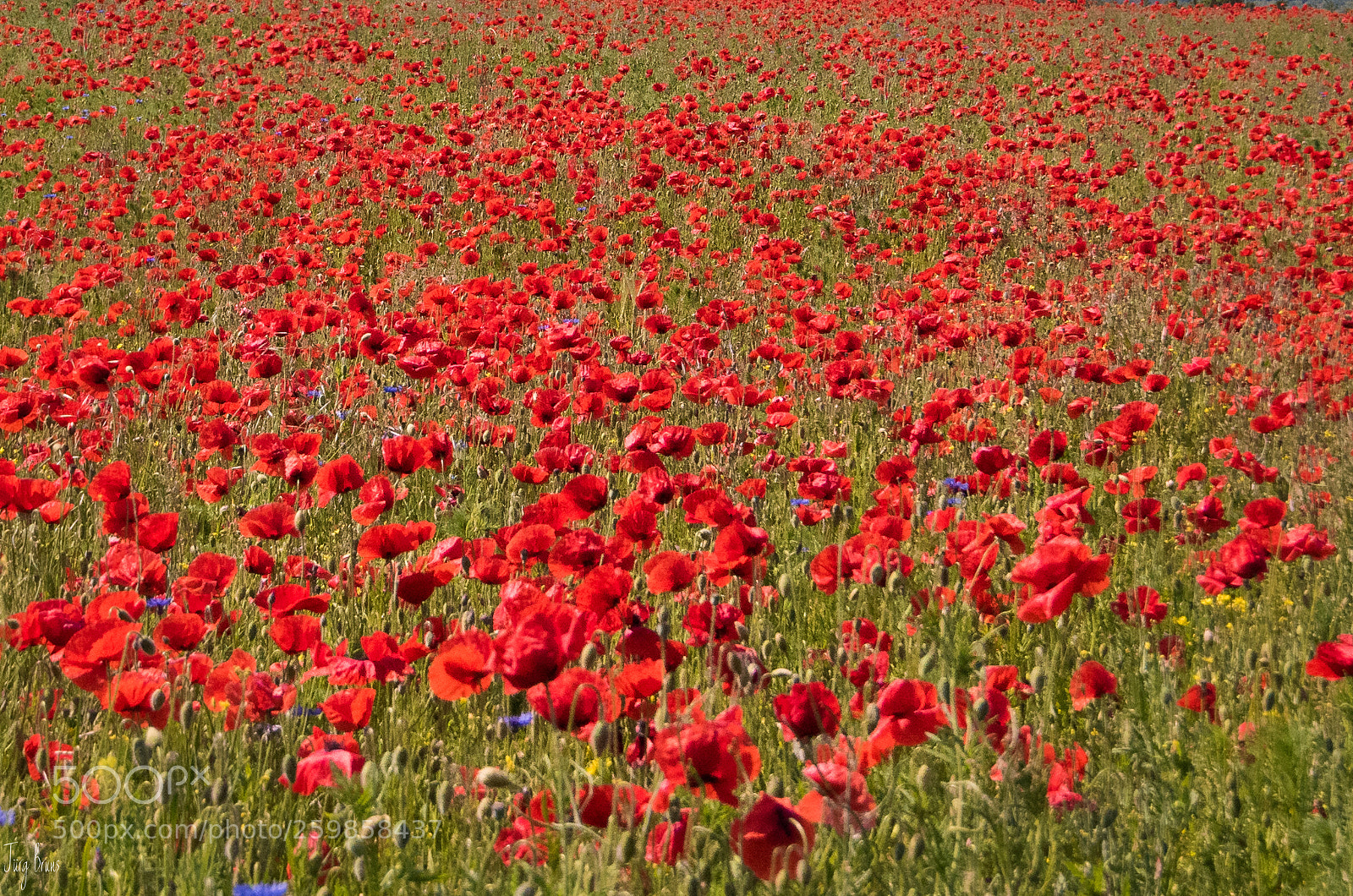 Nikon D810 sample photo. Papaver photography