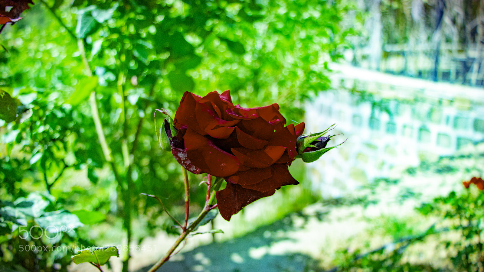 Canon EOS 77D (EOS 9000D / EOS 770D) sample photo. Flower photography
