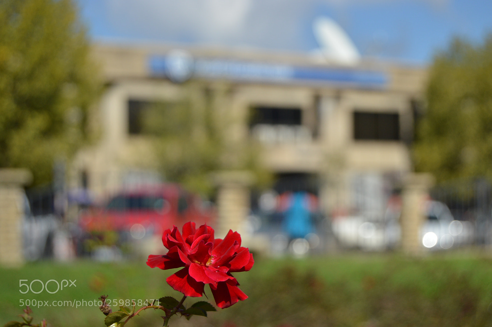 Nikon D3200 sample photo. Red rose photography