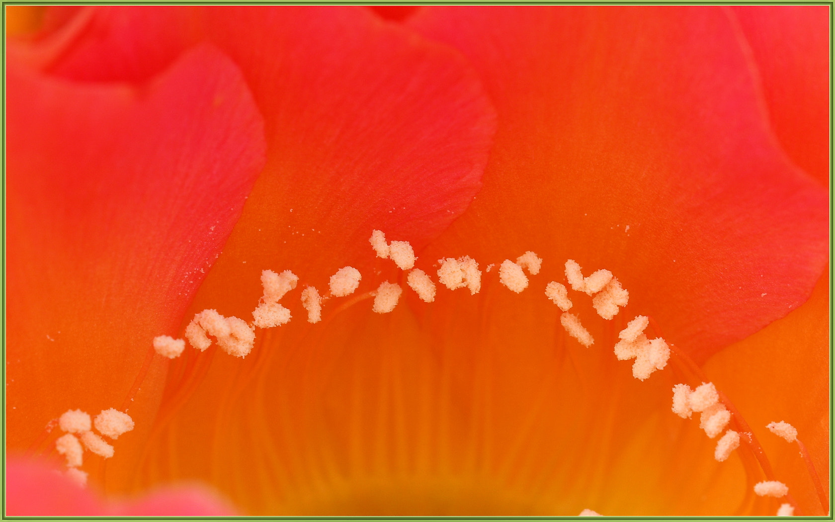Sigma 105mm F2.8 EX DG OS HSM sample photo. Pollen pads activated photography