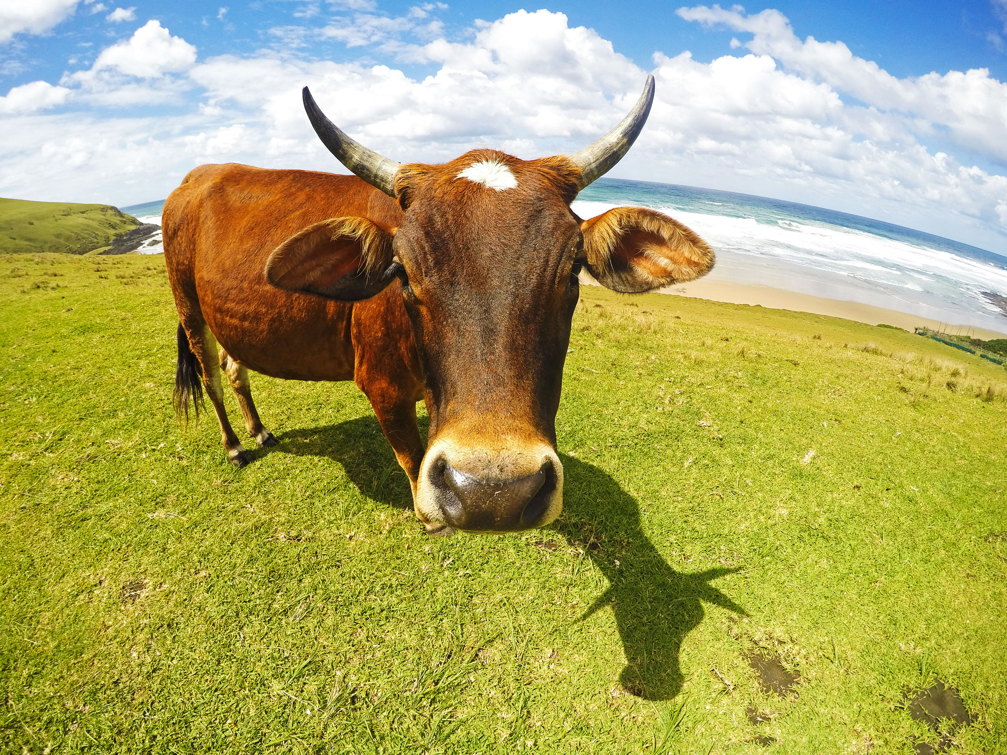 GoPro HERO4 Silver sample photo. South africa, cow on the beach photography