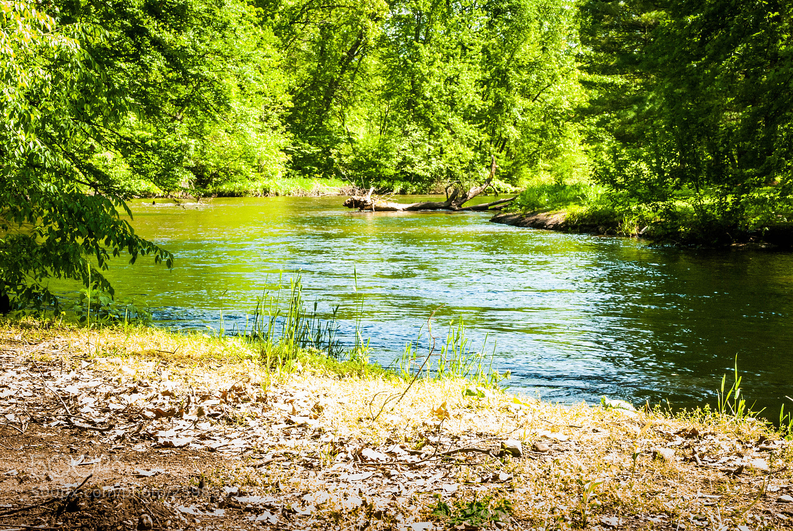 Nikon D200 sample photo. Riverbank photography