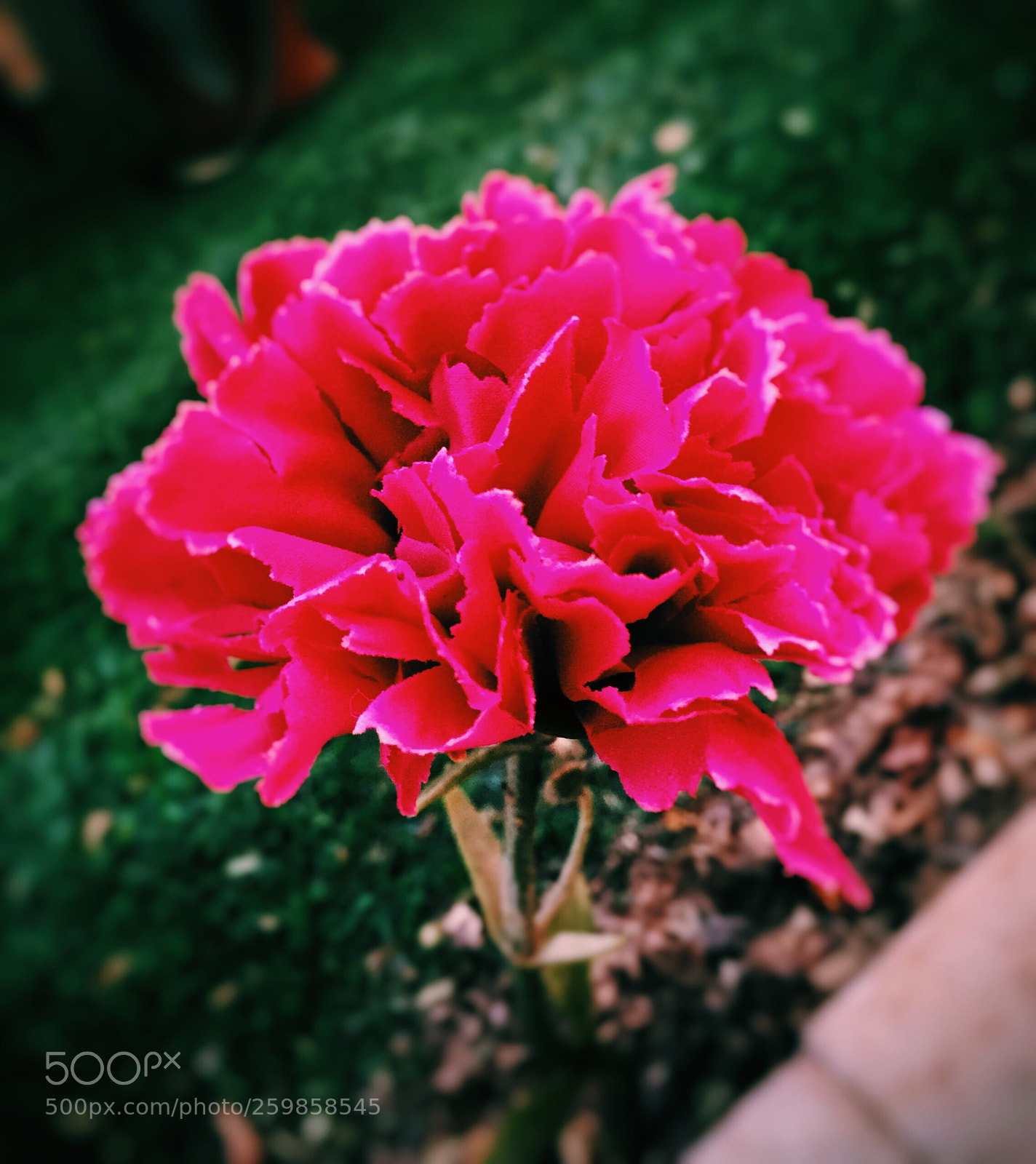 Apple iPhone 6 sample photo. Untitled photography