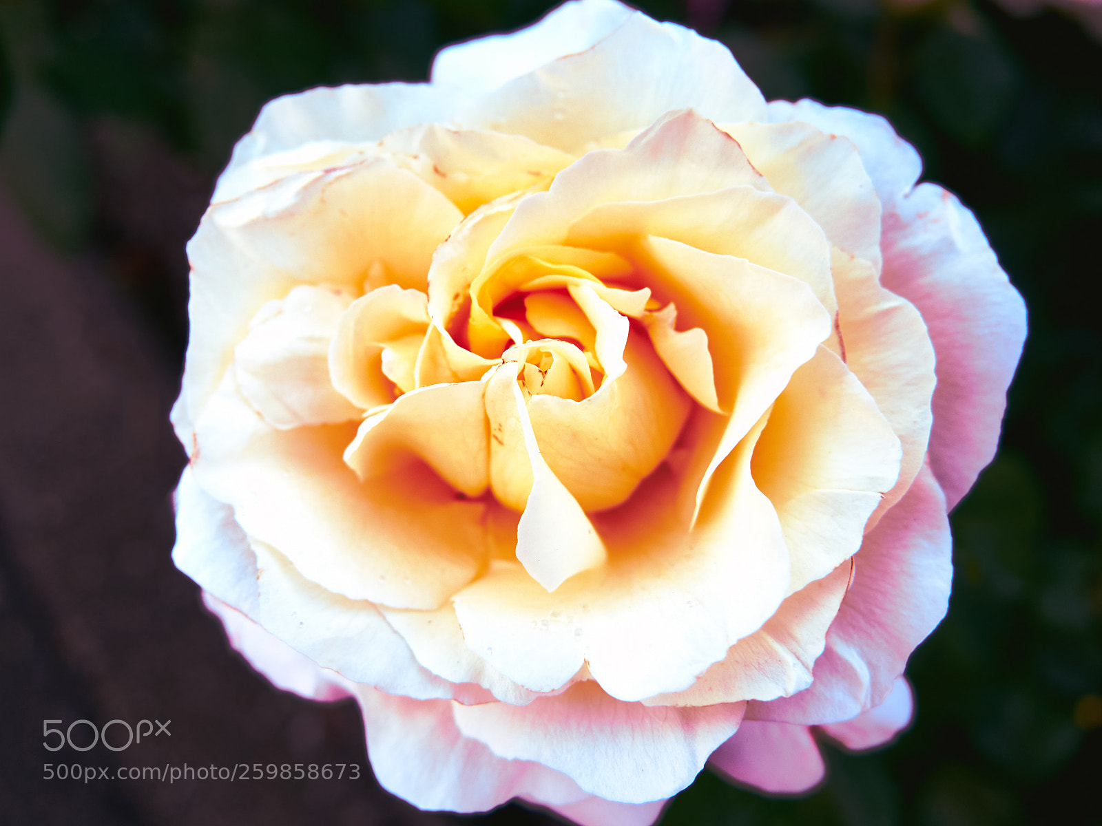 Olympus OM-D E-M10 II sample photo. Rose on fire photography