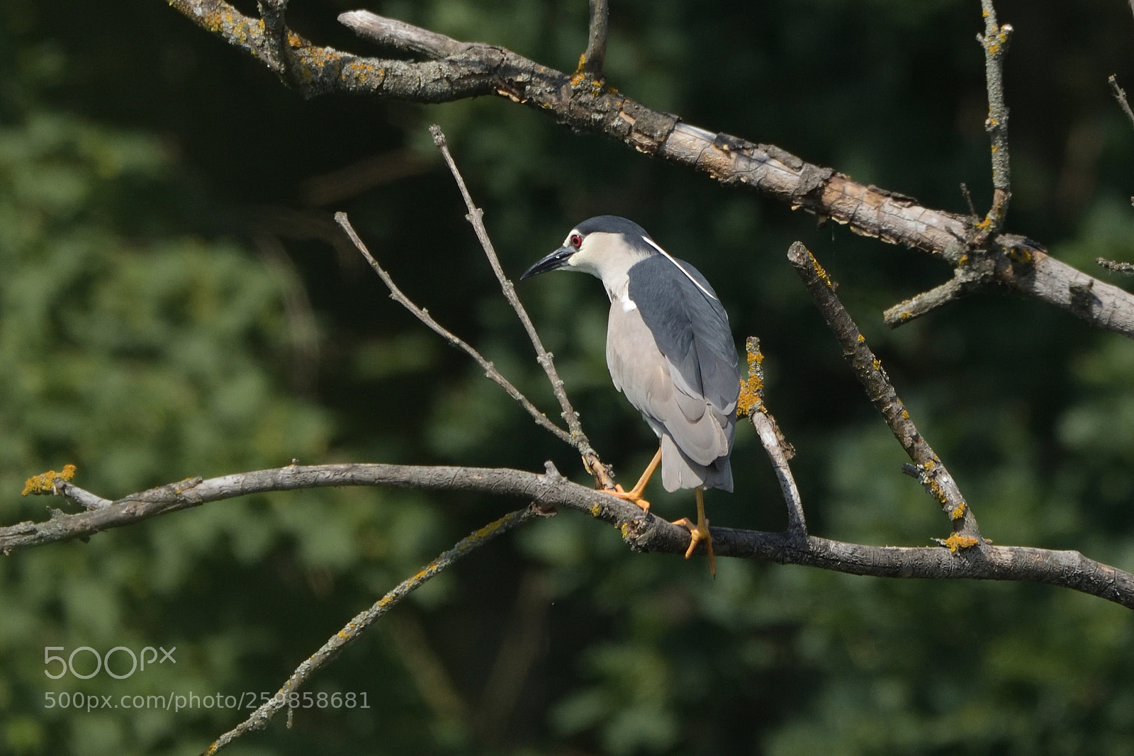 Nikon D750 sample photo. Black-crowned night heron nycticorax photography
