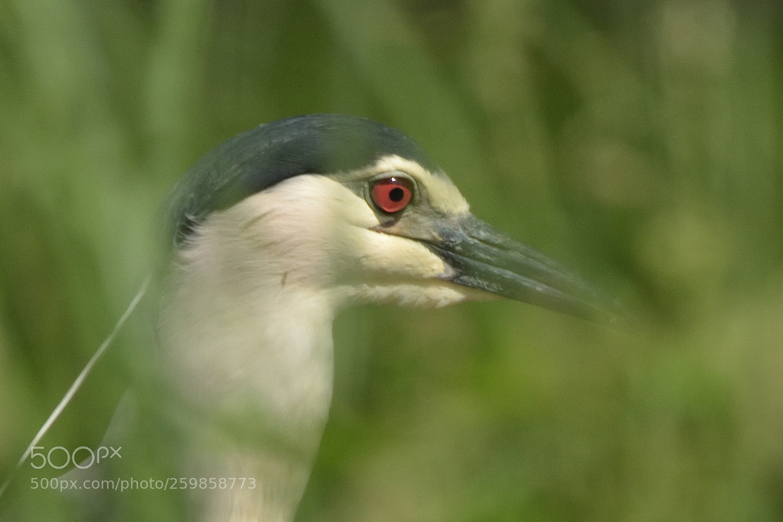 Nikon D750 sample photo. Black-crowned night heron nycticorax photography