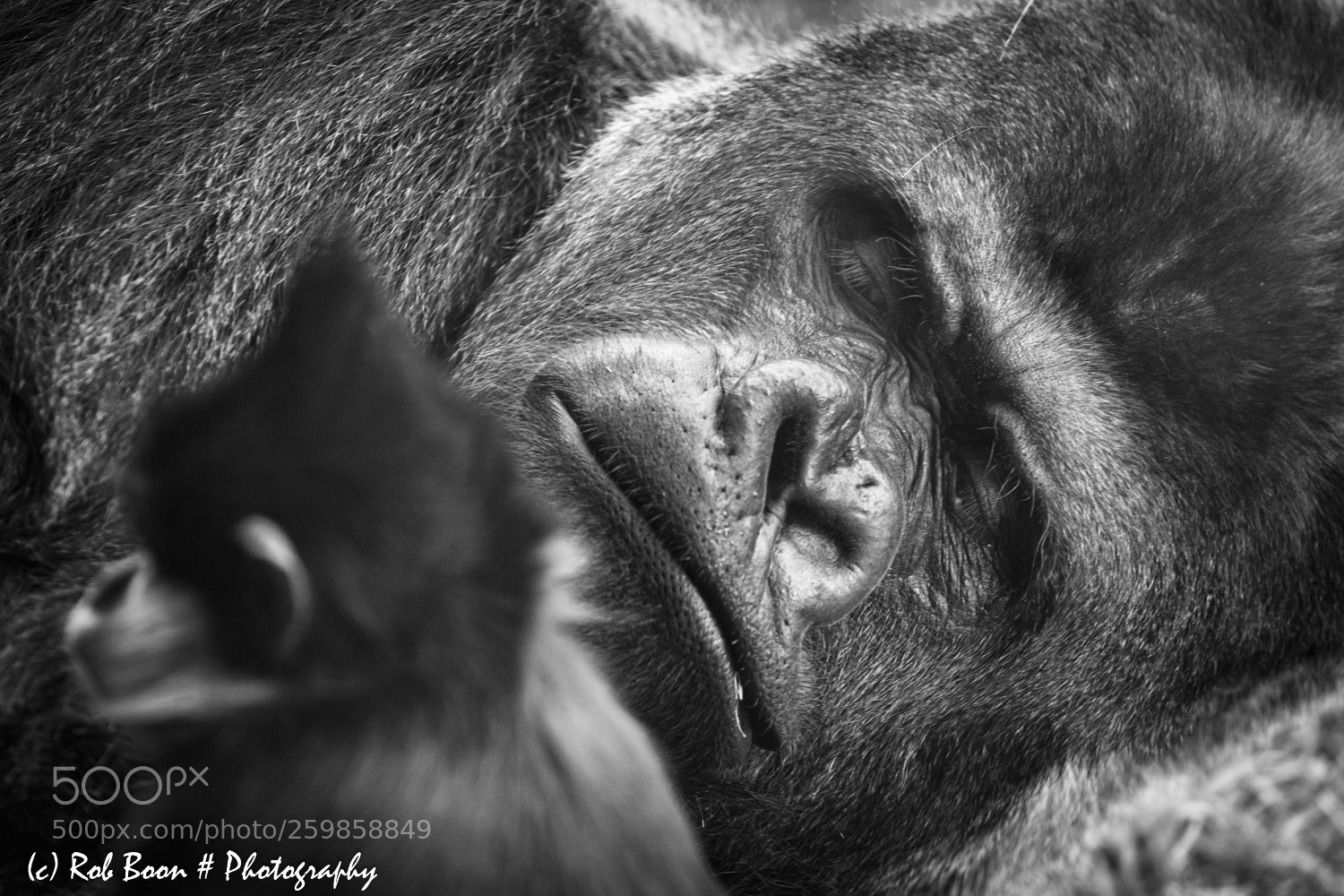 Canon EOS 5DS sample photo. Taking a nap .. photography