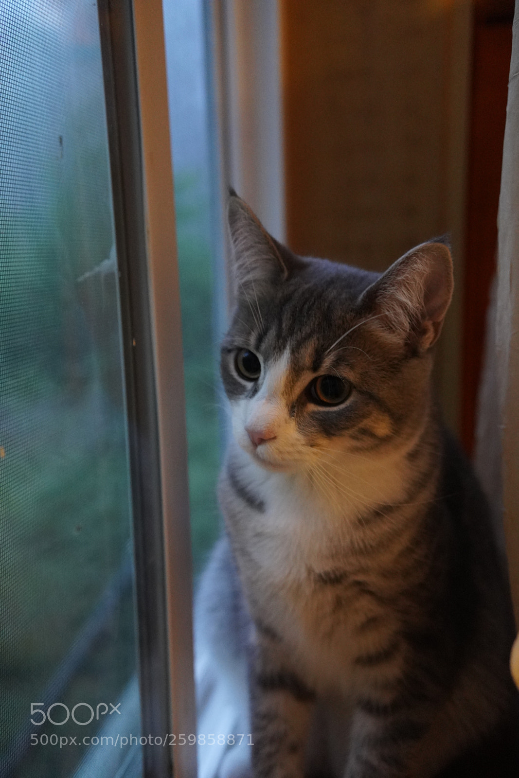 Sony a7 III sample photo. Luna photography
