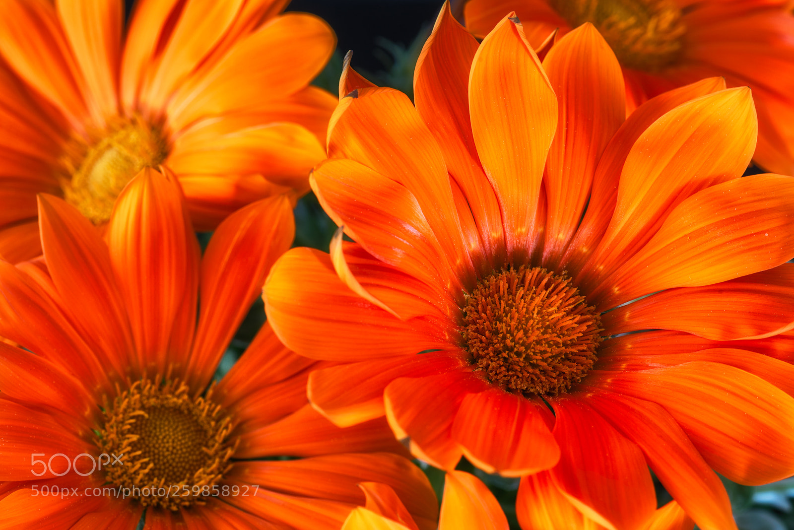Nikon D810 sample photo. Orange photography