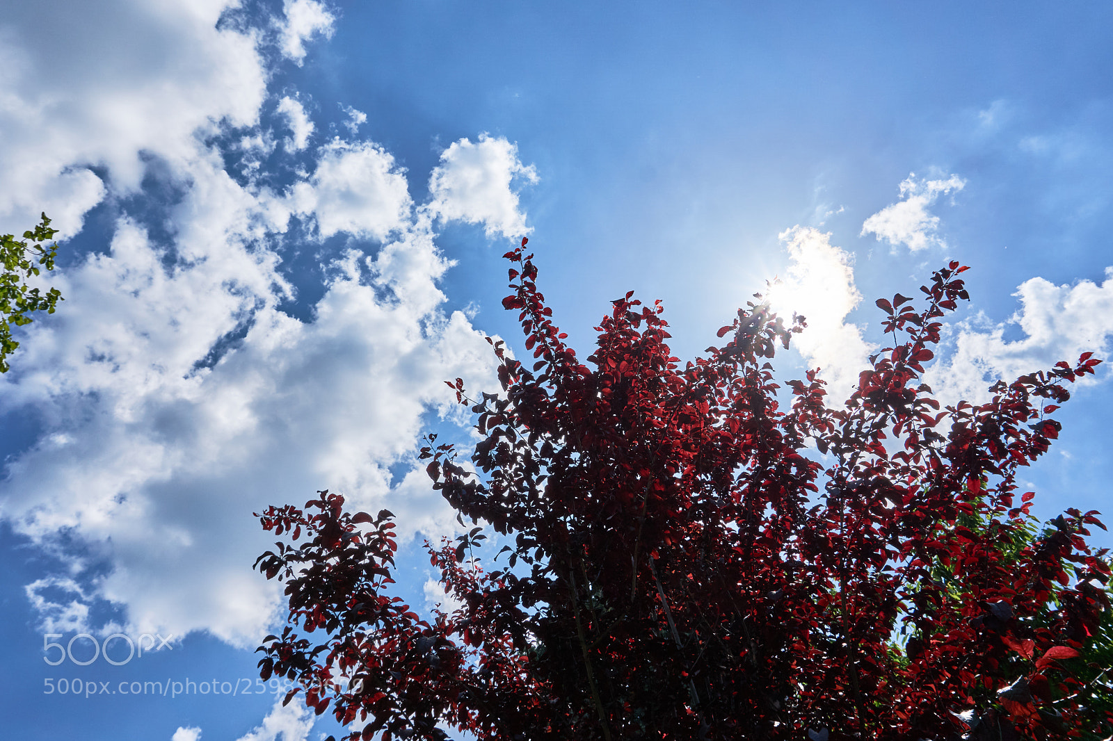 Sony a6000 sample photo. Untitled photography