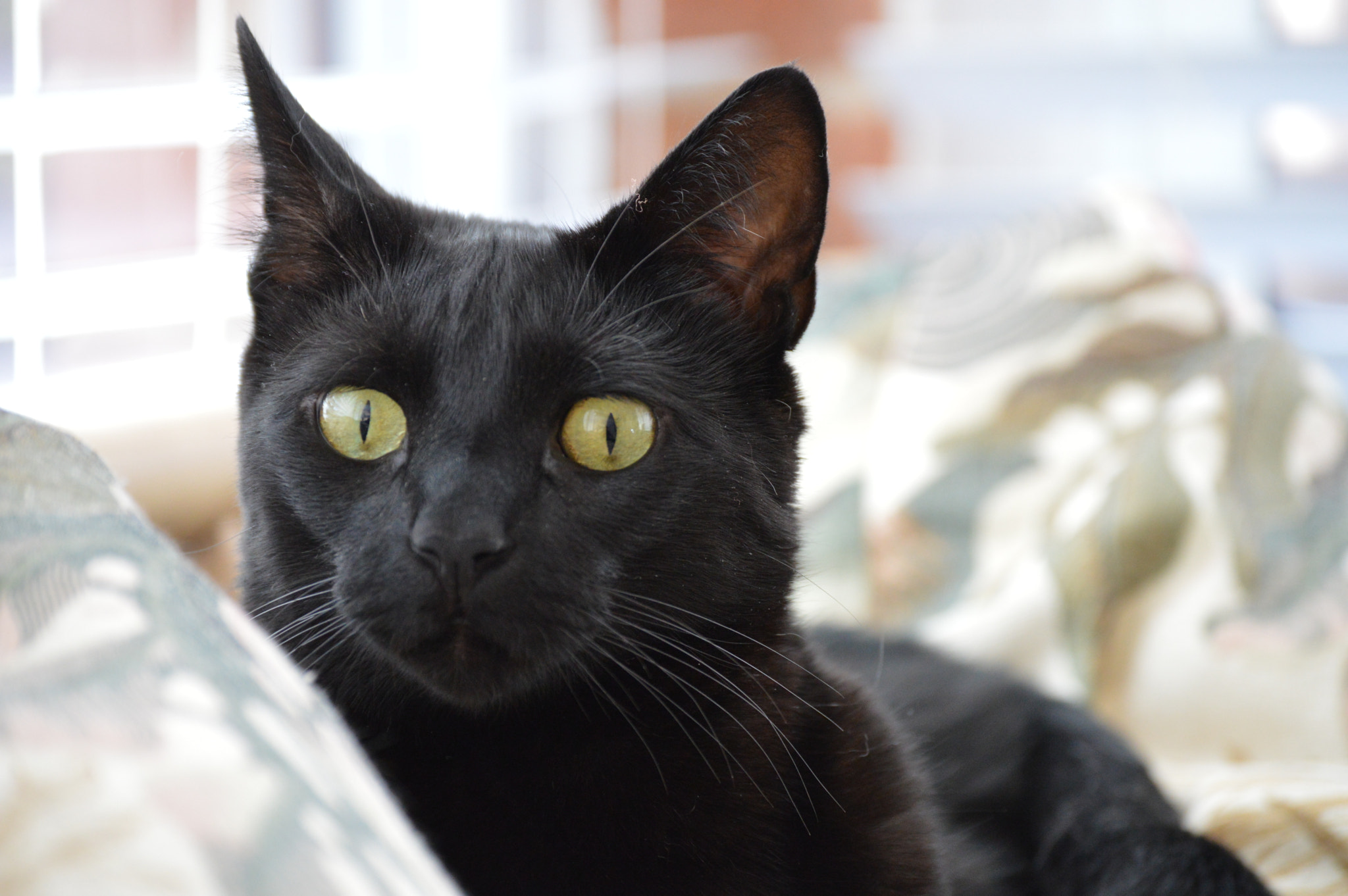 Nikon D3200 sample photo. Black cat photography