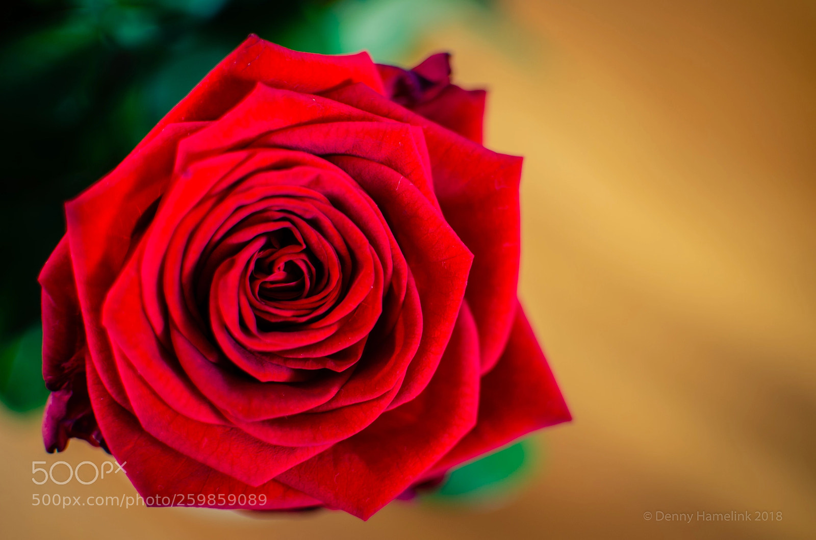 Nikon D7000 sample photo. A perfect rose photography