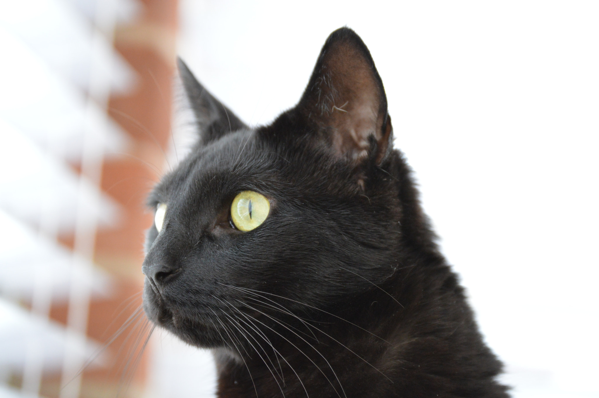 Nikon D3200 sample photo. Black cat photography