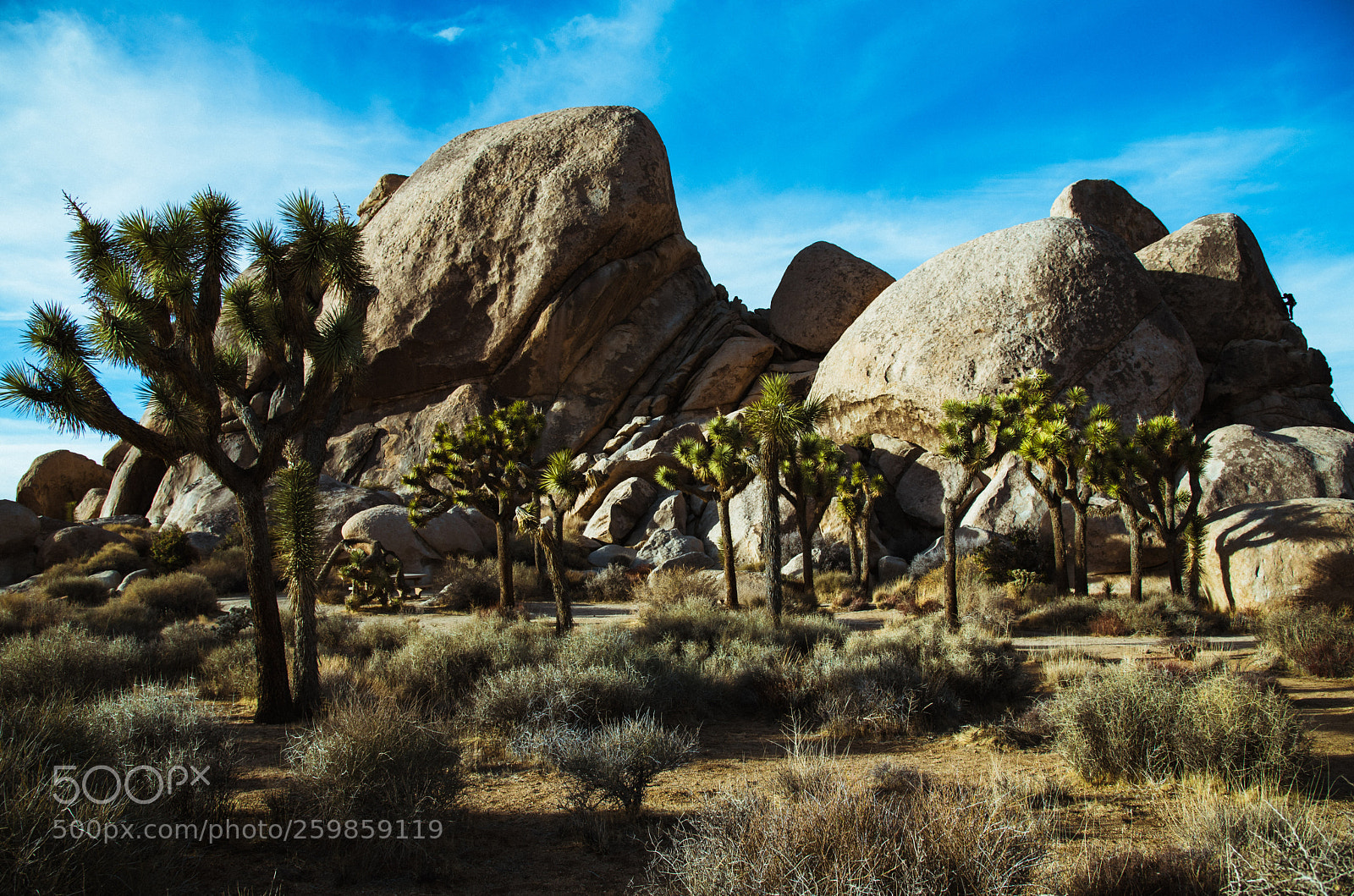 Nikon D750 sample photo. Climbing at joshua tree photography