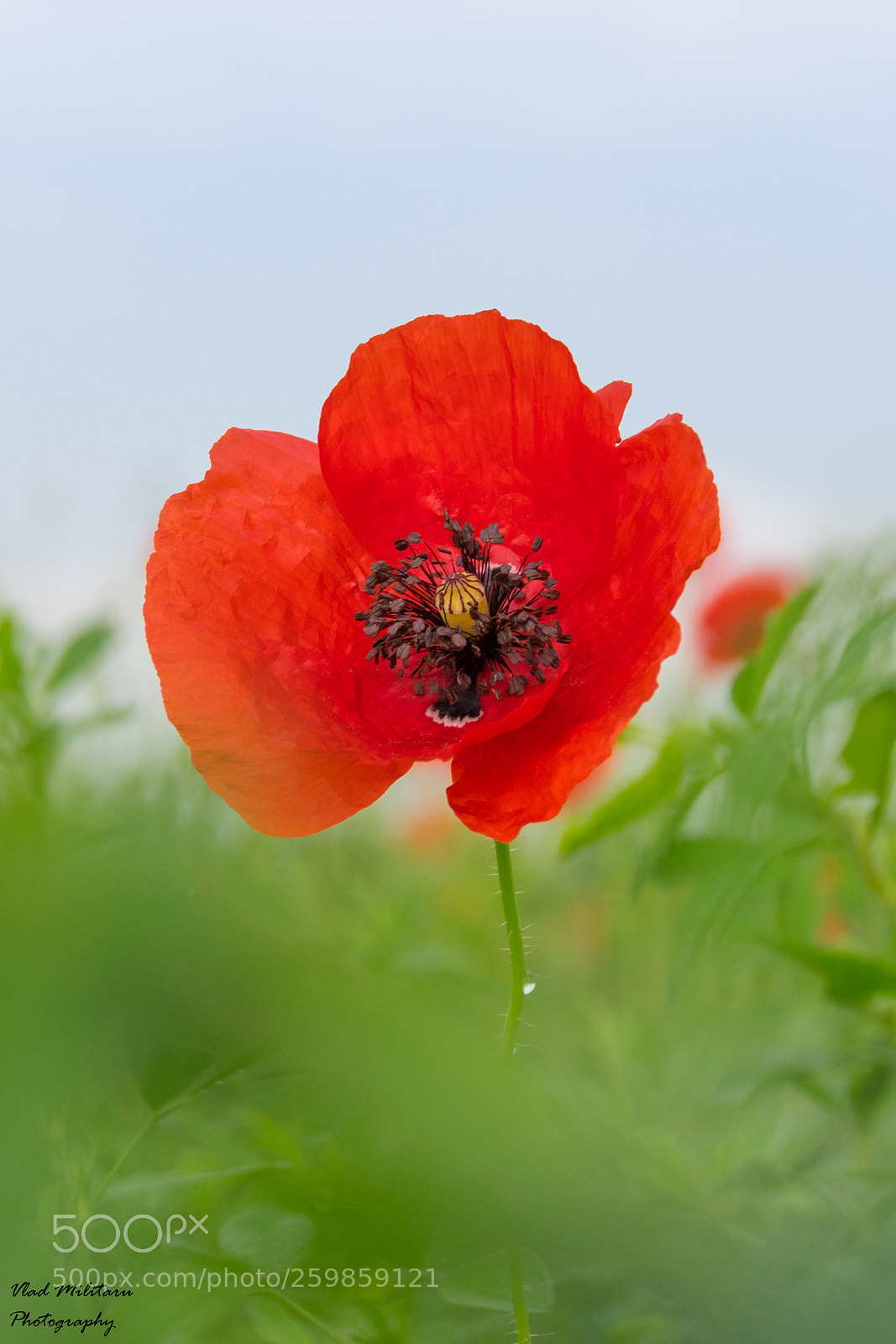 Nikon D5300 sample photo. Poppy flower photography
