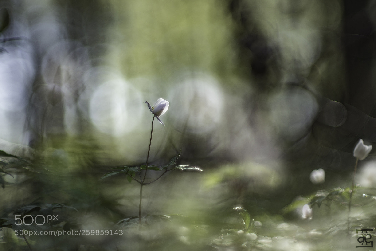 Nikon D610 sample photo. Elegance photography
