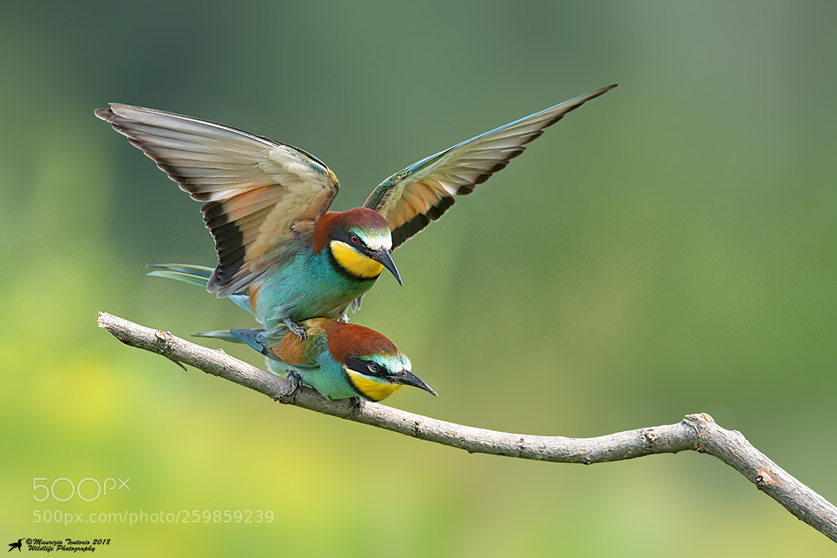 Nikon D5 sample photo. Gruccioni merops apiaster photography
