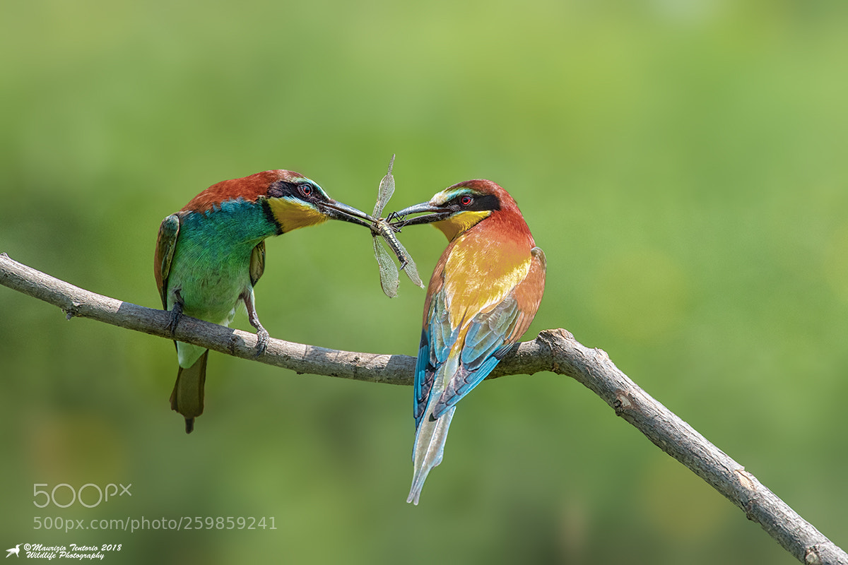 Nikon D5 sample photo. Gruccioni merops apiaster photography