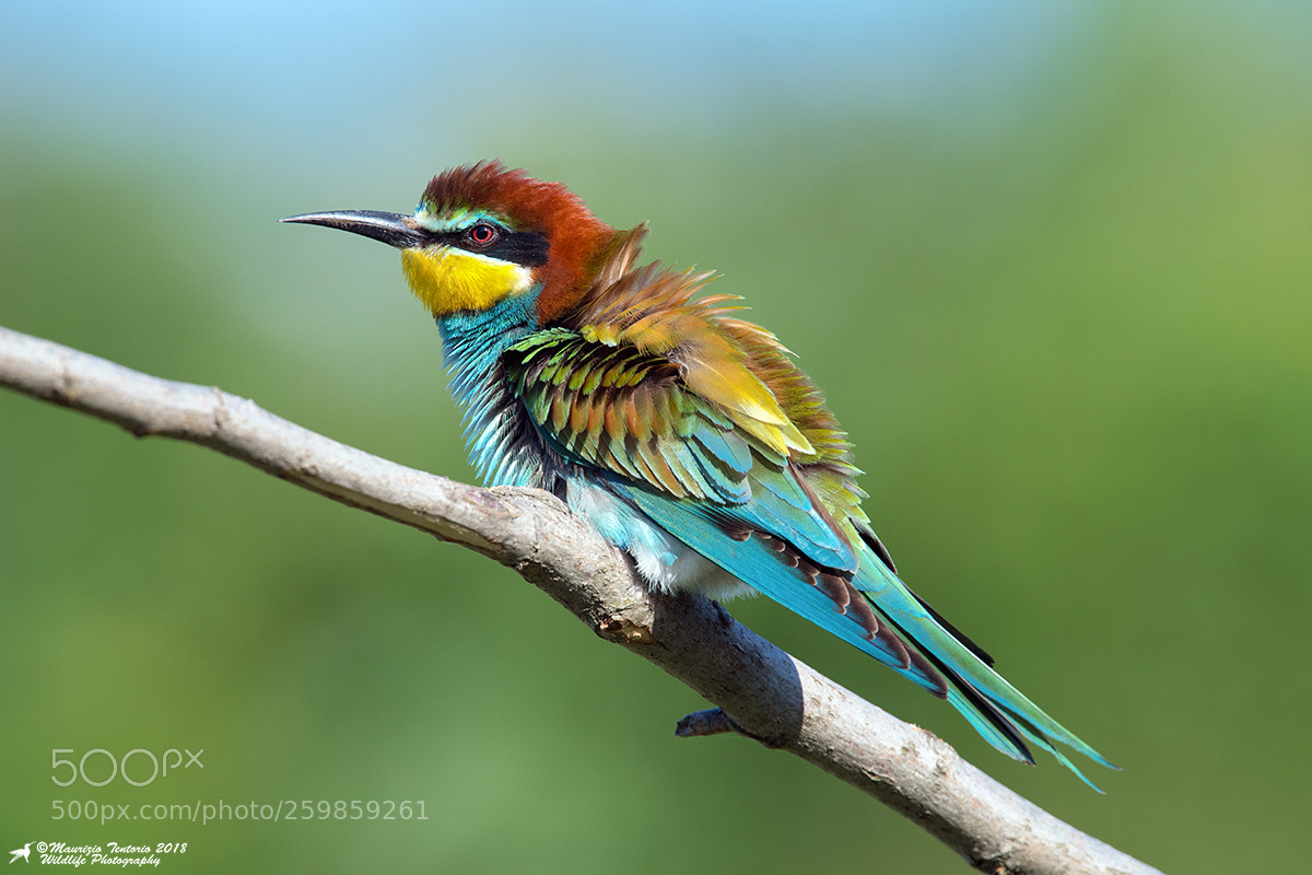 Nikon D5 sample photo. Gruccione merops apiaster photography