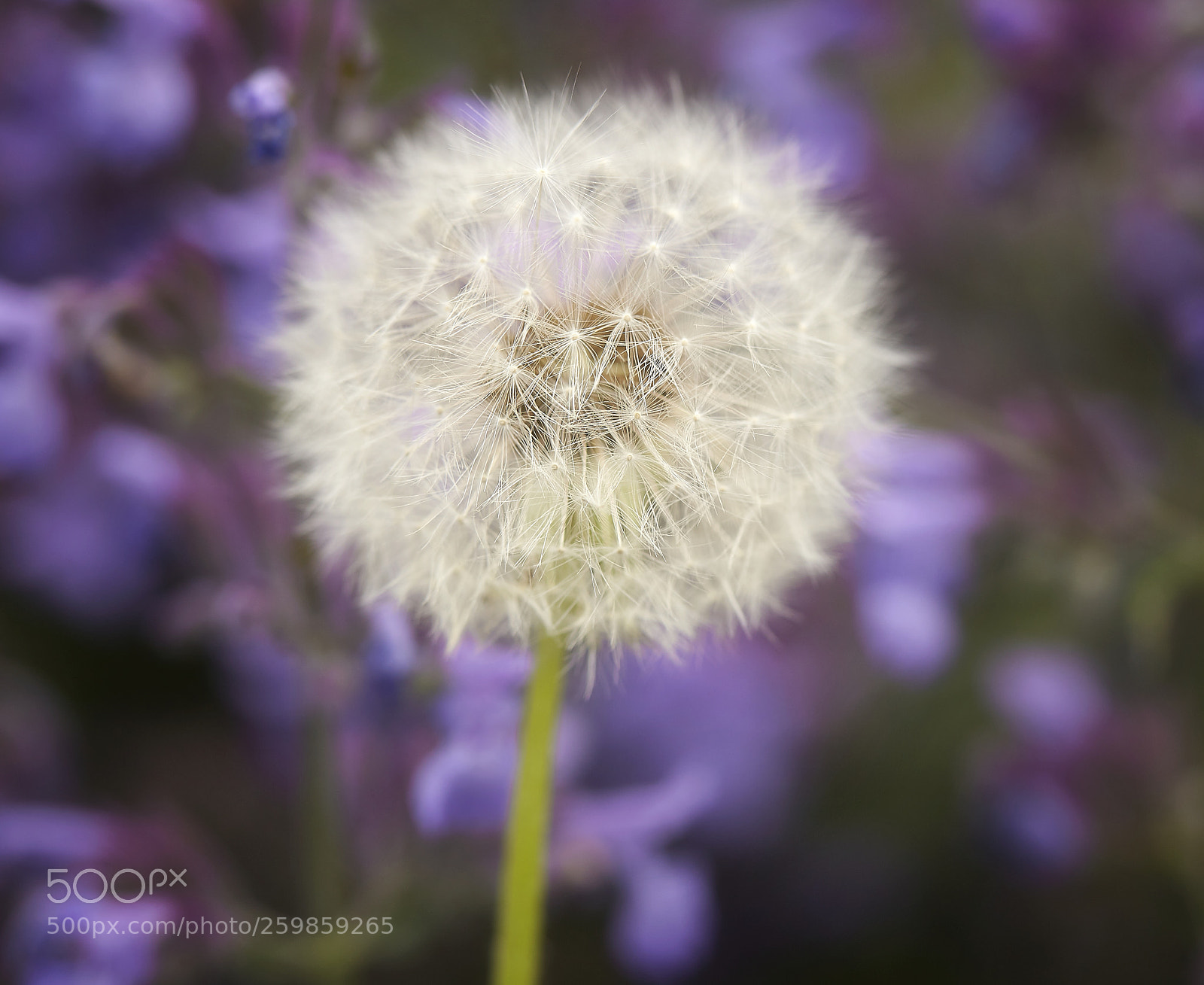 Canon EOS 5D Mark II sample photo. Dandelion macro photography