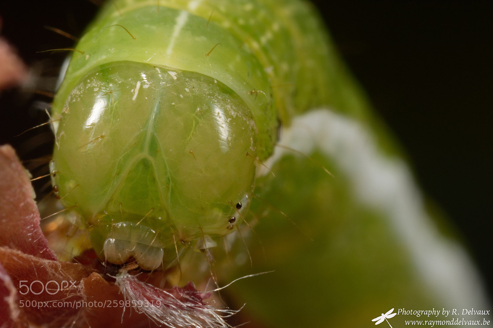 Canon EOS 7D Mark II sample photo. Caterpillar photography