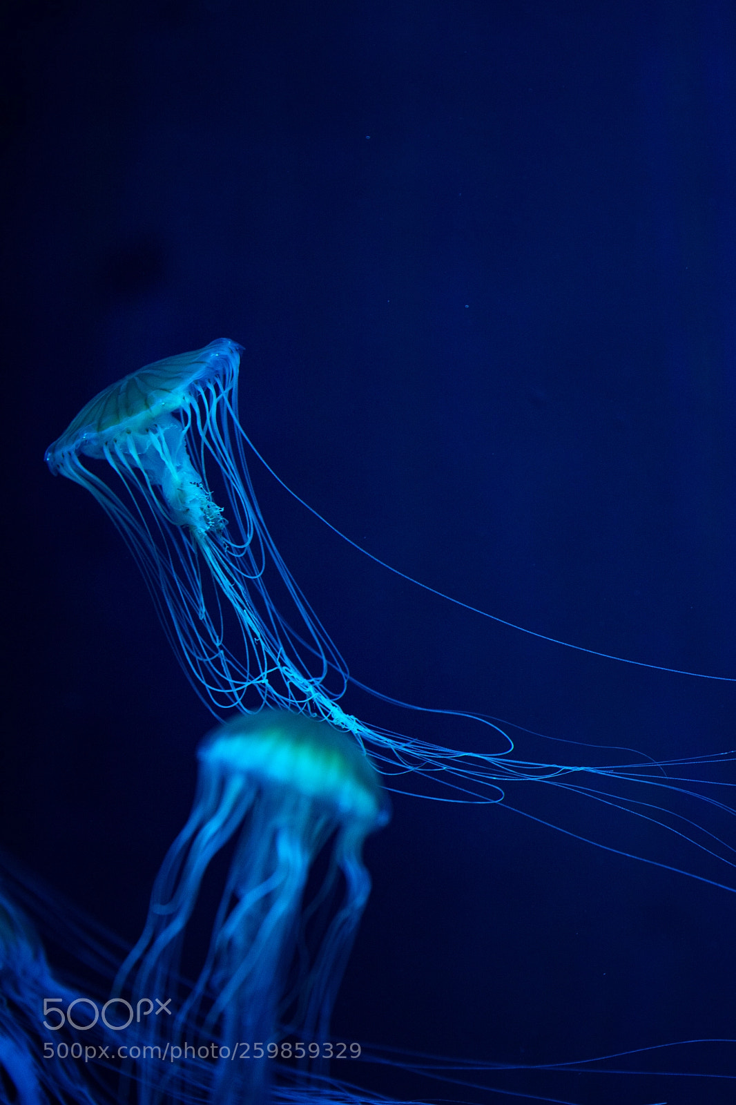 Nikon D7100 sample photo. The jellyfish photography