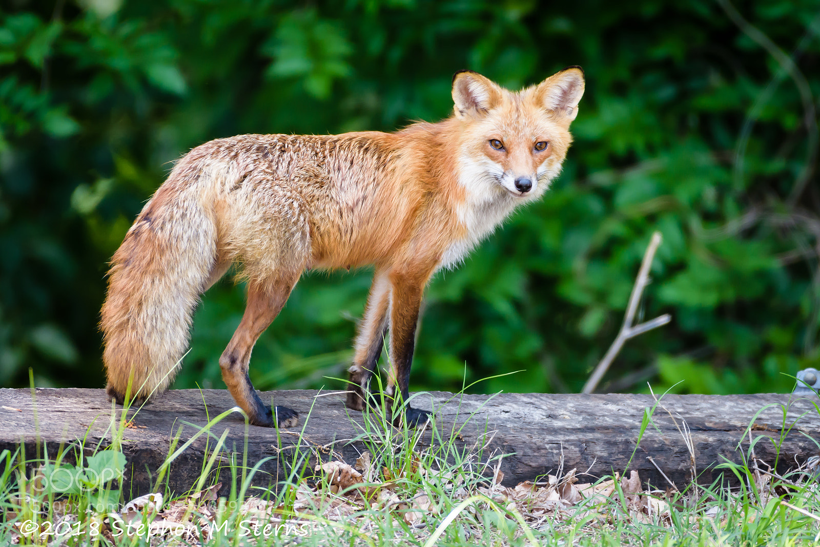 Nikon D810 sample photo. Mother fox photography