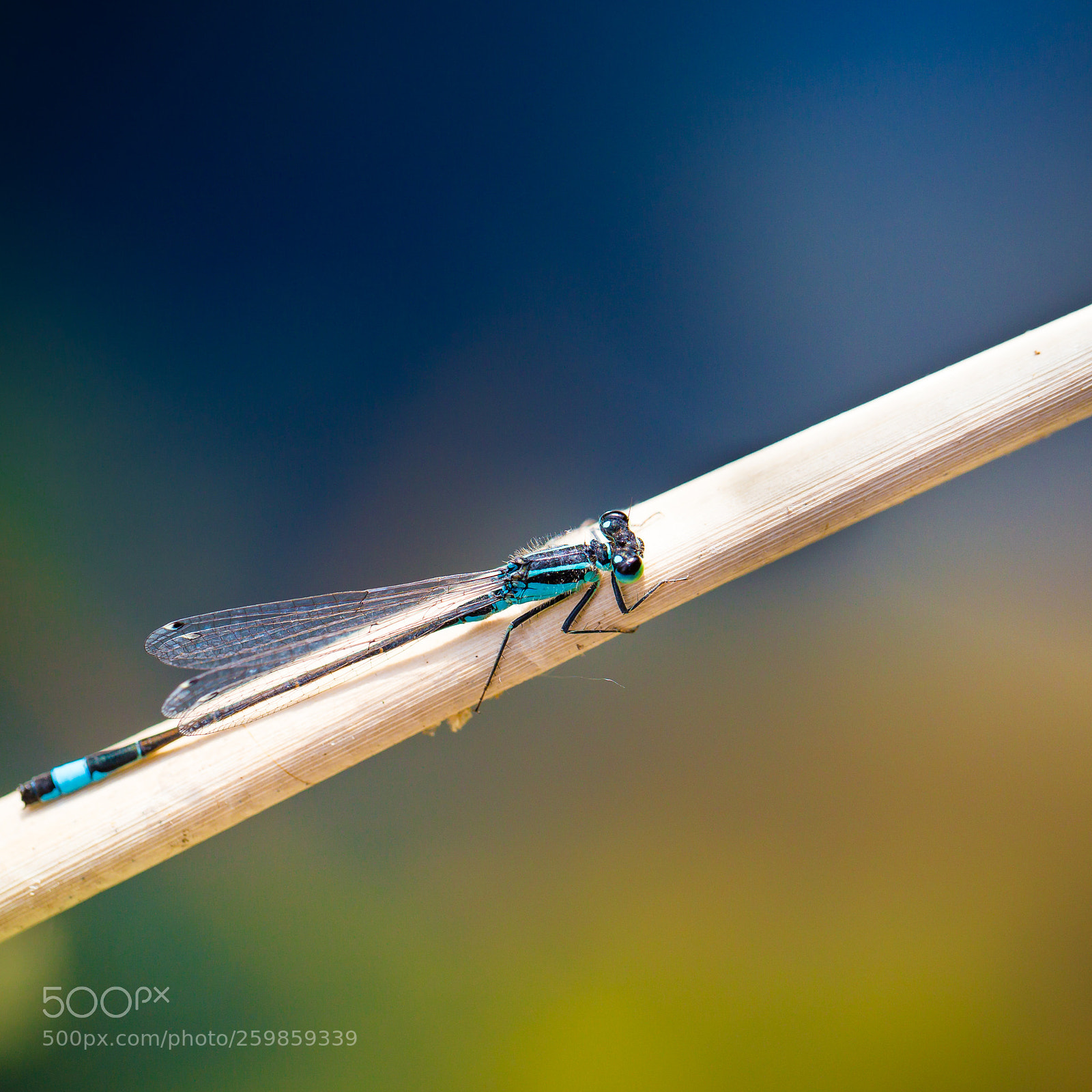 Canon EOS 6D sample photo. Nature photography