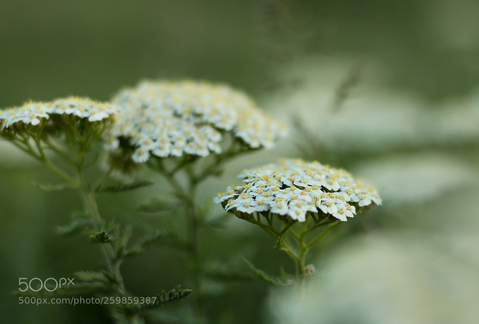 Canon EOS 700D (EOS Rebel T5i / EOS Kiss X7i) sample photo. Sleepy photography