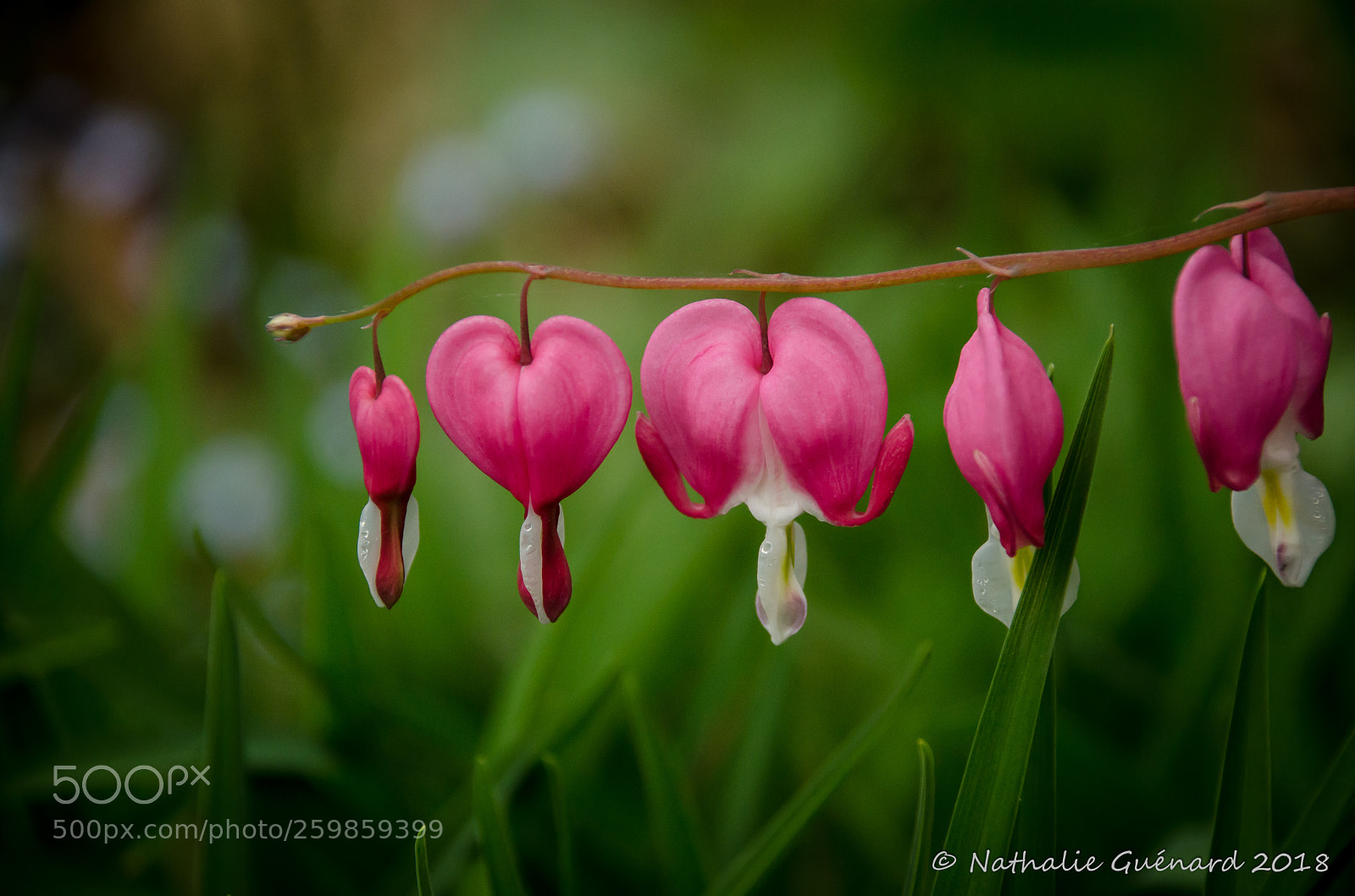 Nikon D7000 sample photo. Bleeding heart - coeur photography