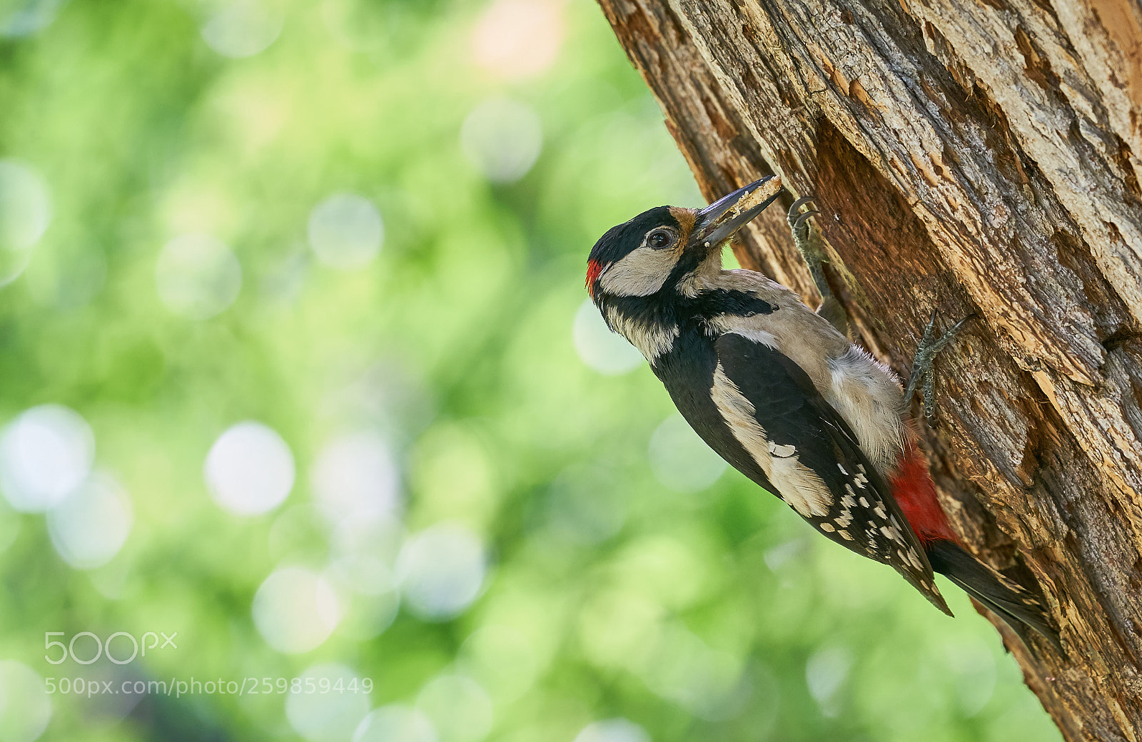 Sony a7R II sample photo. Woodpecker mom photography