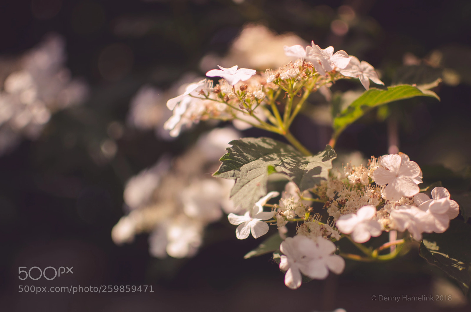 Nikon D7000 sample photo. White spring photography