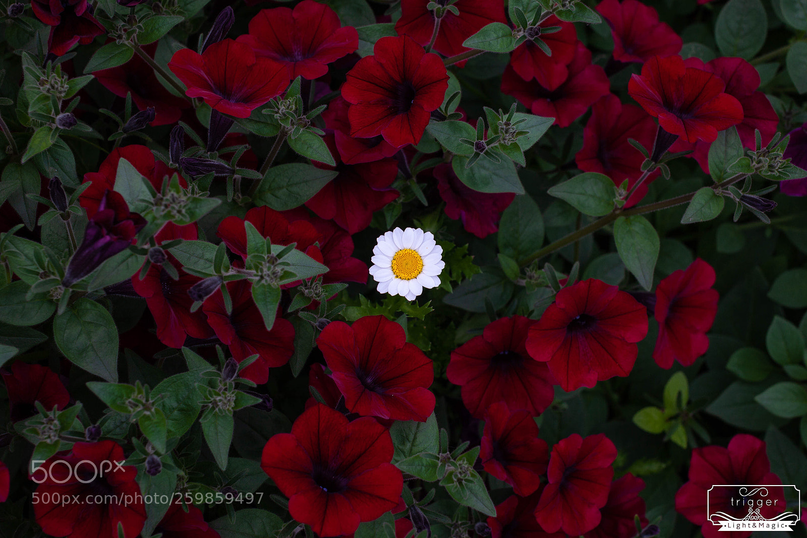 Canon EOS 5D Mark II sample photo. The flower that blooms photography