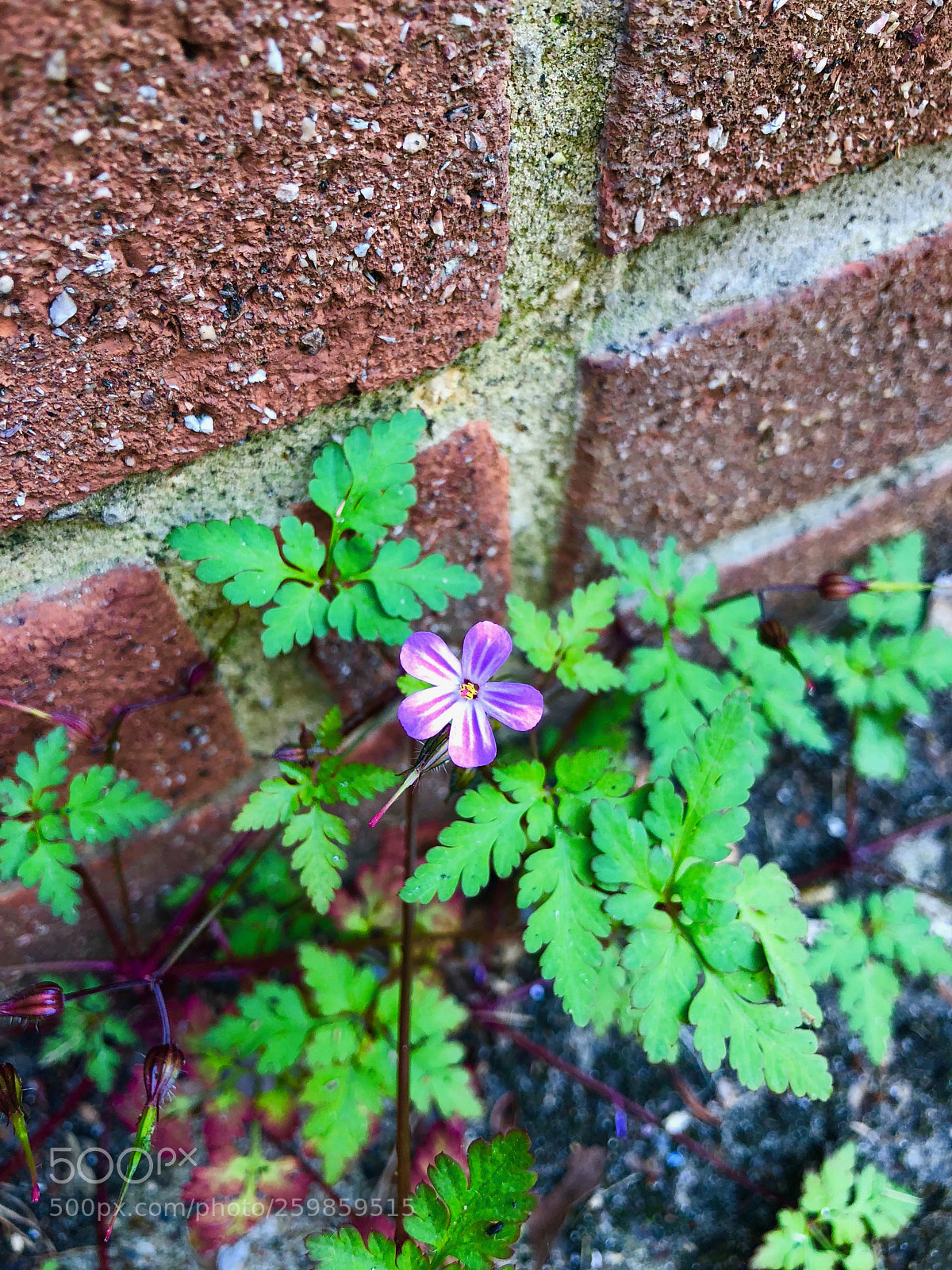 Apple iPhone X sample photo. Untitled photography