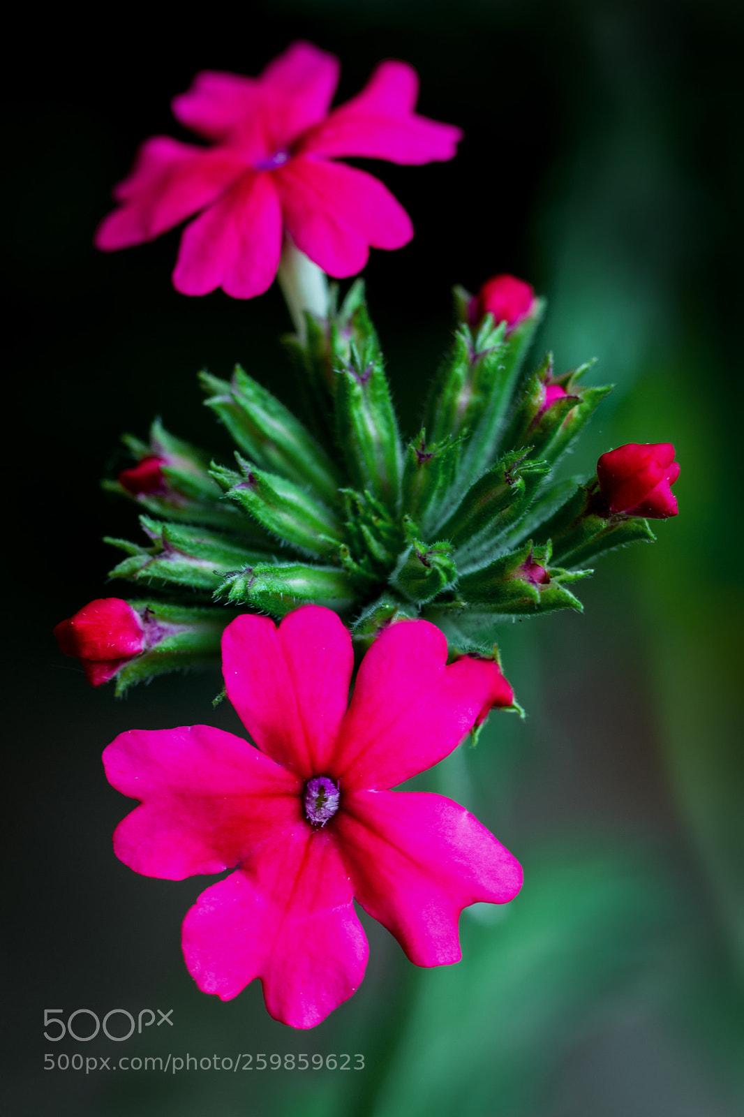 Nikon D3200 sample photo. Verbena hybrida photography