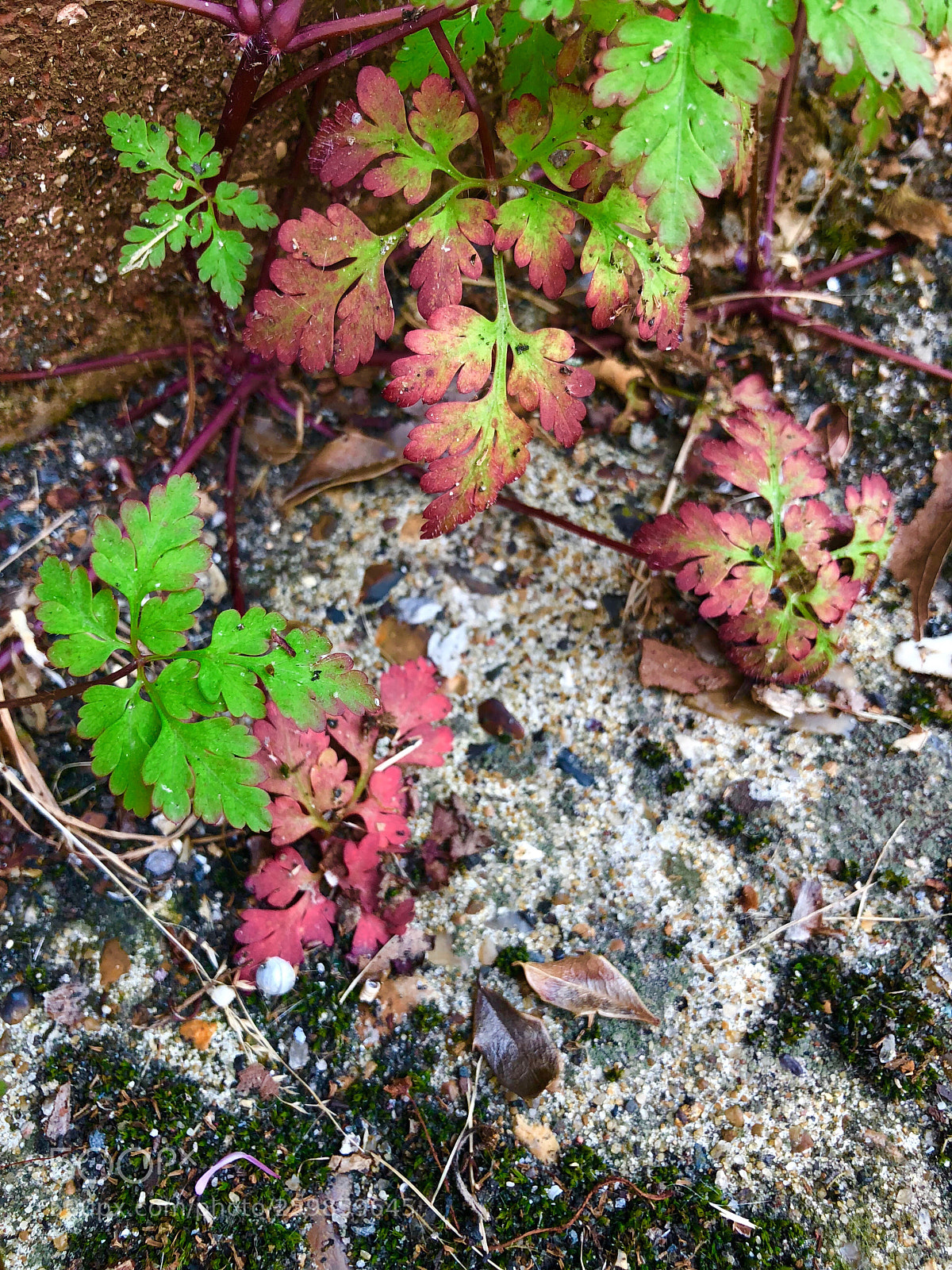 Apple iPhone X sample photo. Untitled photography
