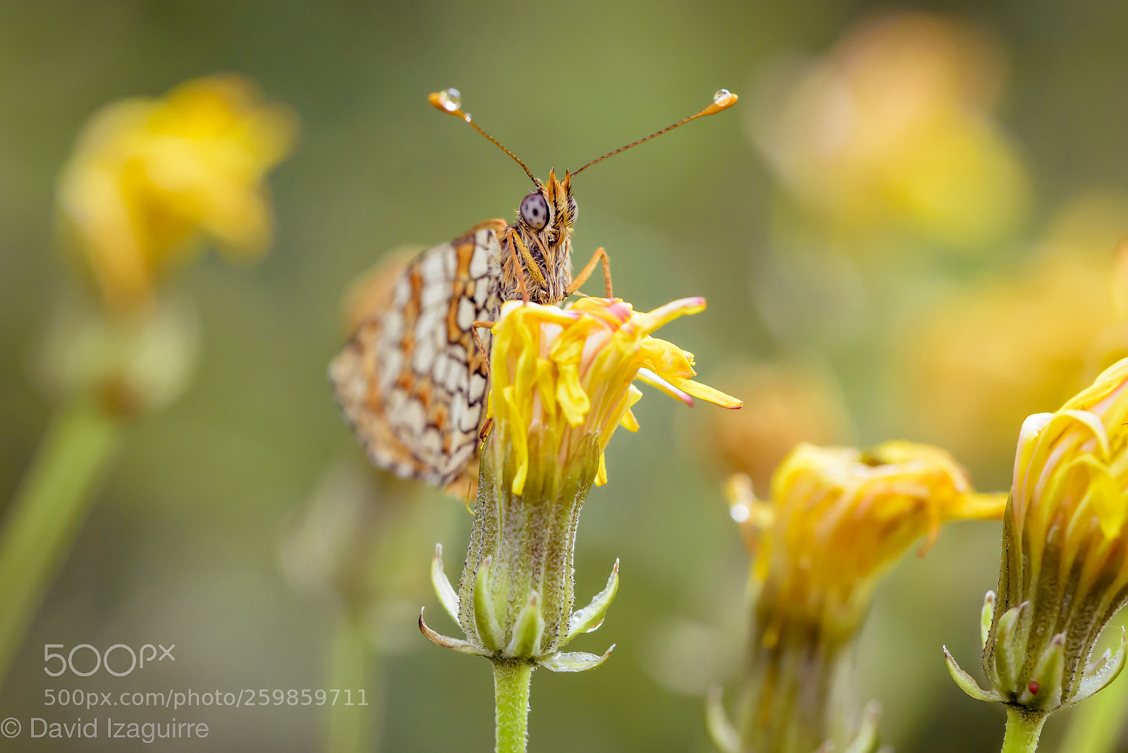 Nikon D750 sample photo. Butterfly photography