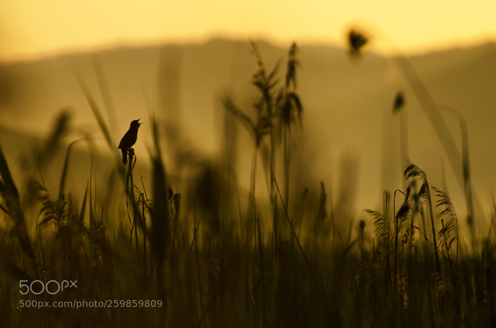 Nikon D5100 sample photo. Sing photography