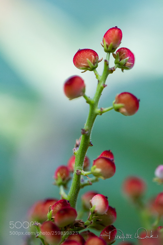 Canon EOS 6D sample photo. Blue sky photography